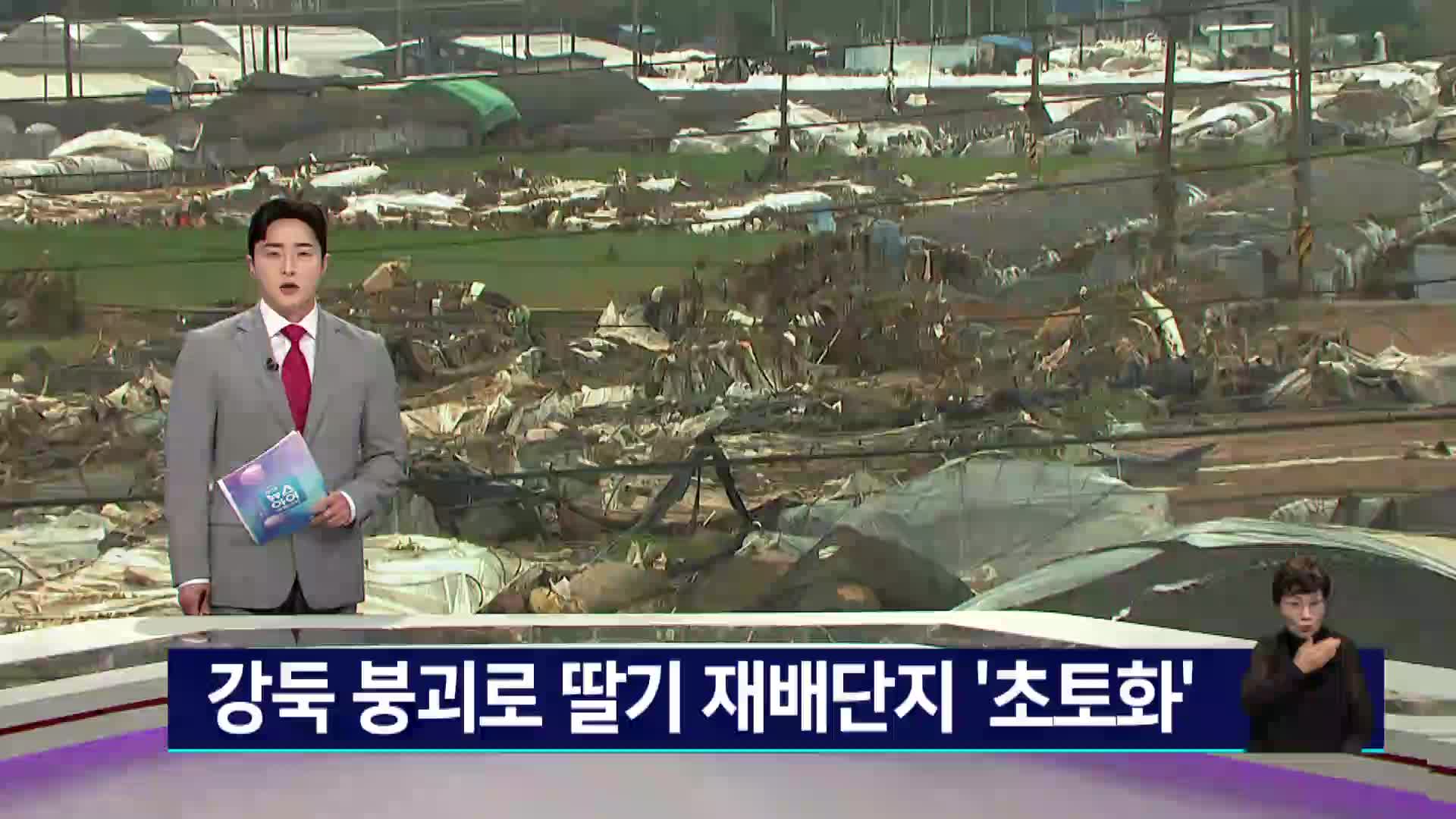 강둑 붕괴로 딸기 재배단지 초토화