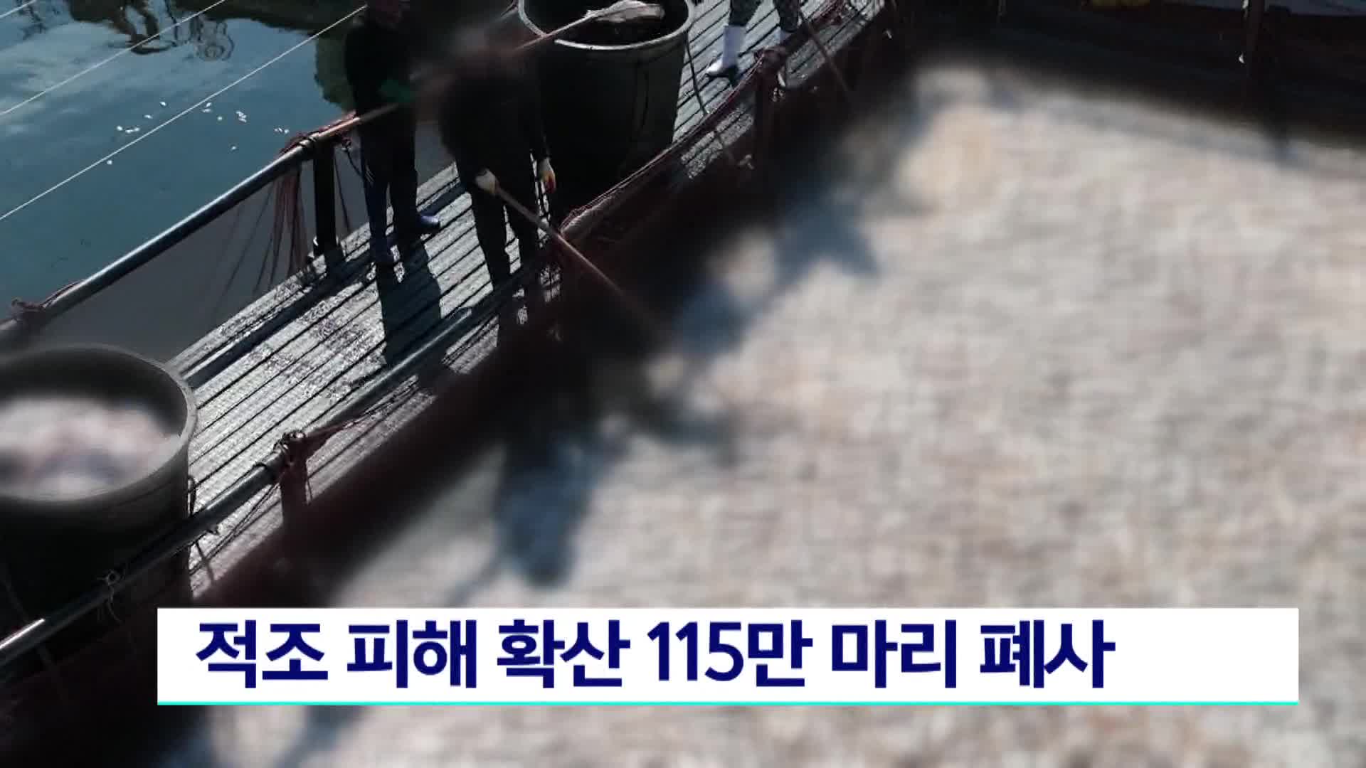 적조피해 확산 양식어류 누적 115만마리 폐사