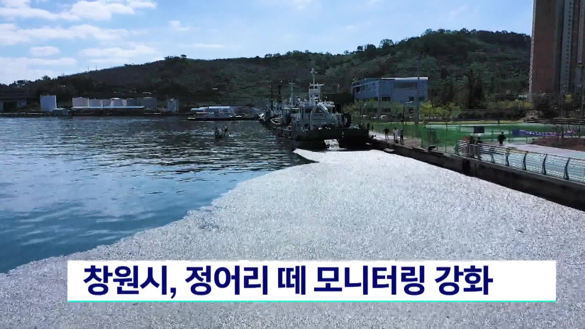 창원시, 정어리떼 모니터링 강화