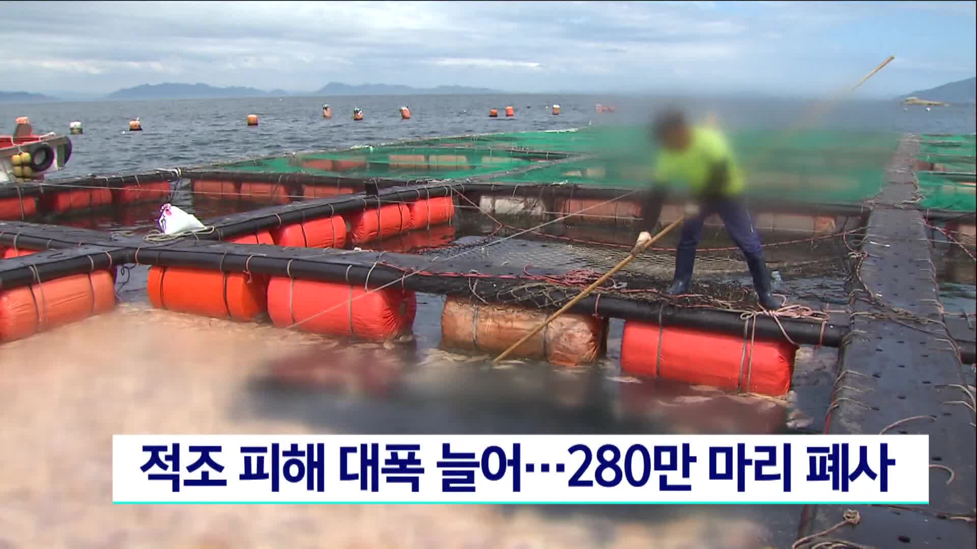 적조 피해 대폭늘어...280만마리 폐사