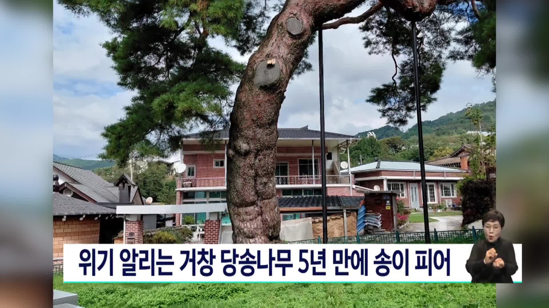 위기 알리는 거창 당송나무 5년만에 송이 피어