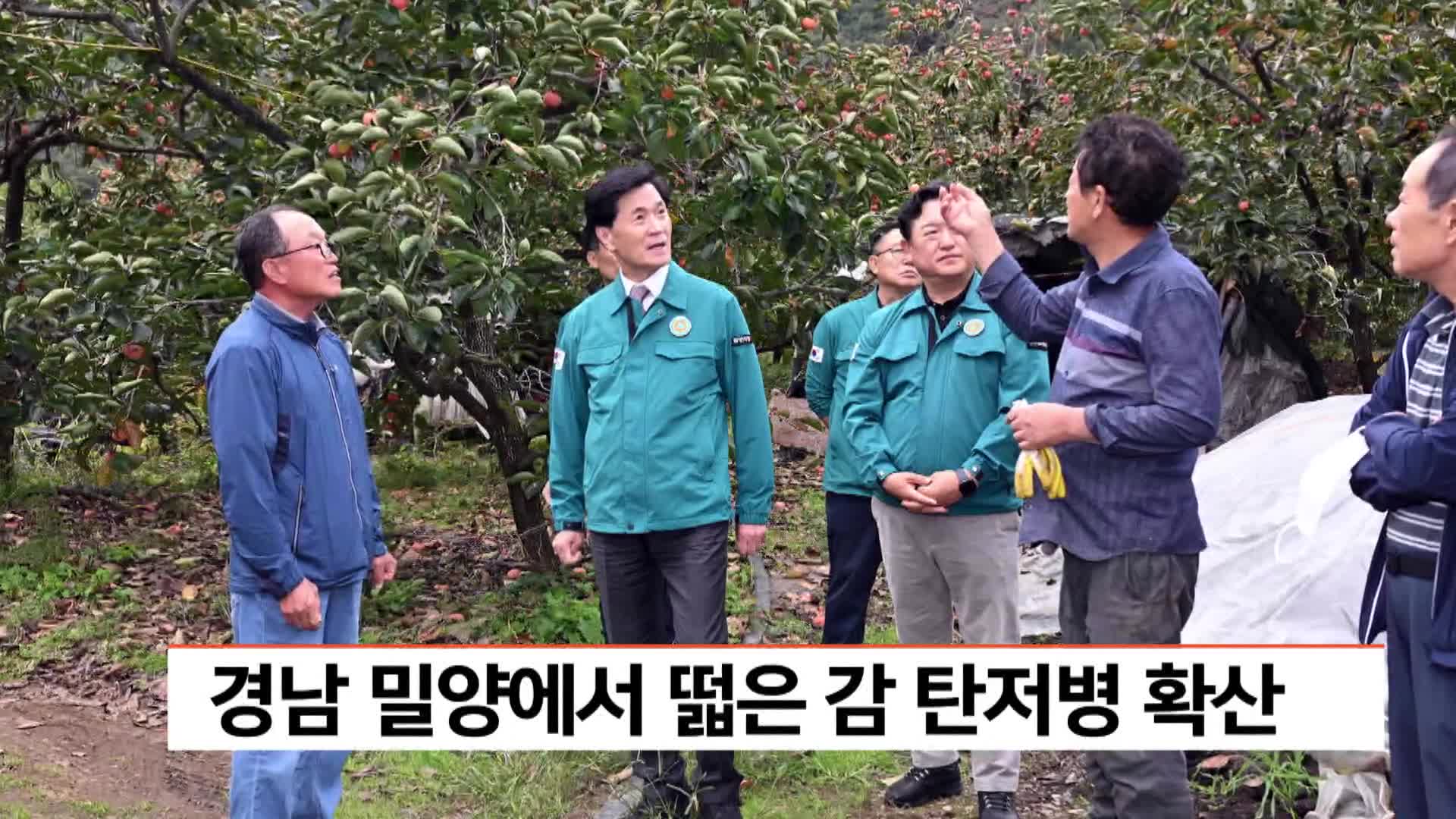 경남 밀양서 떫은감 탄저병 확산, 대책 마련 착수