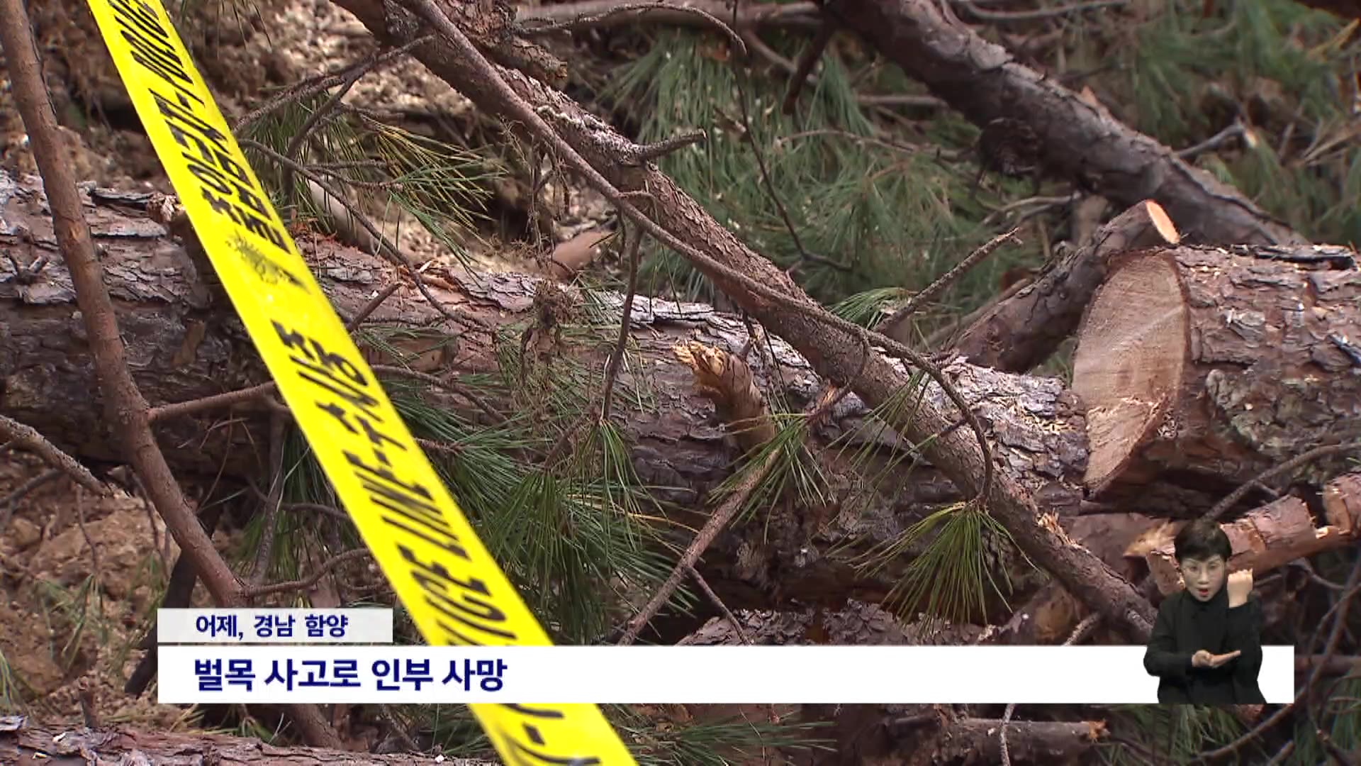 잇따르는 벌목 사고....안전 지도 점검 사각지대?