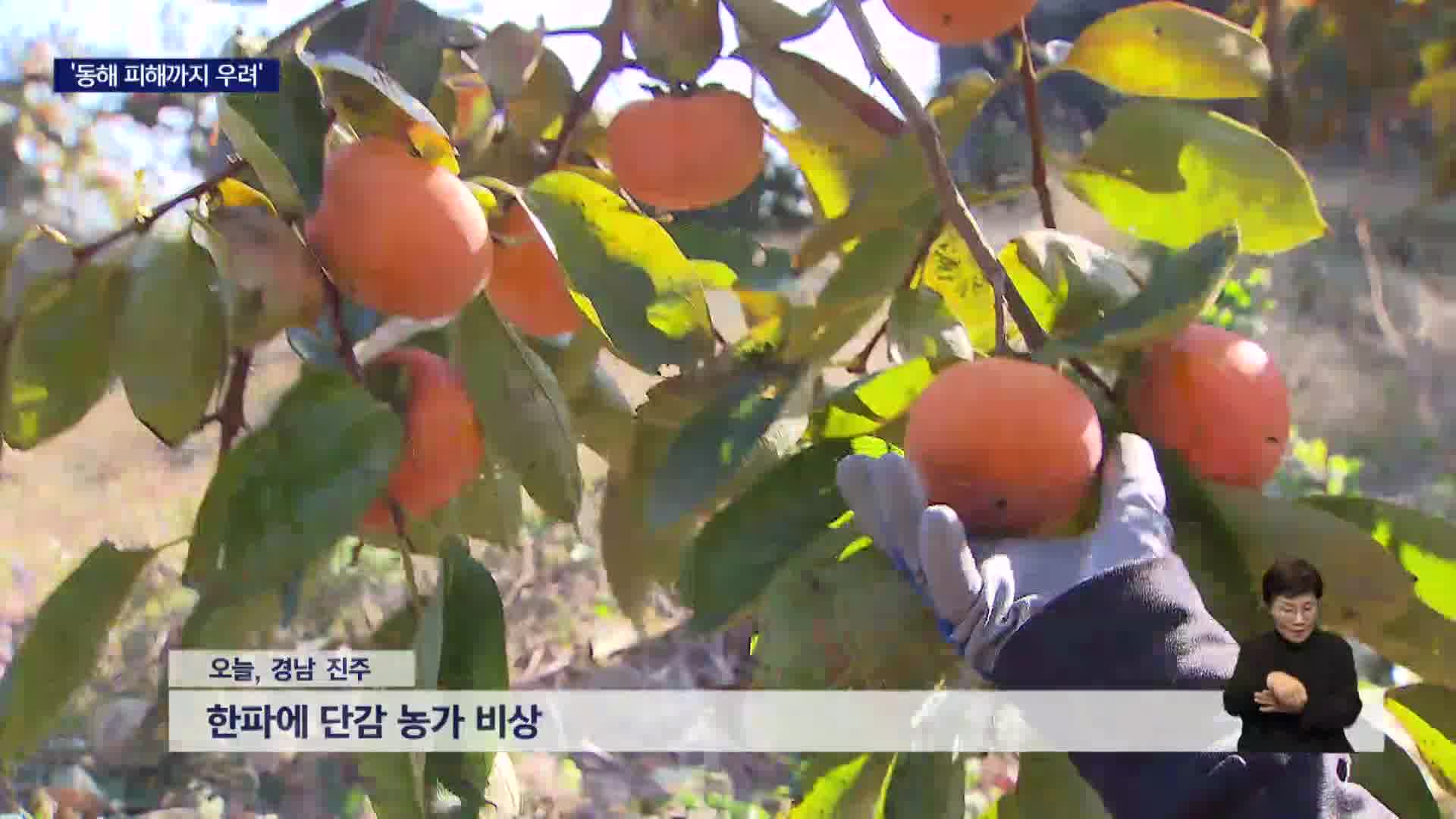 지리산 첫 눈 장관, 한파에 농가도 비상
