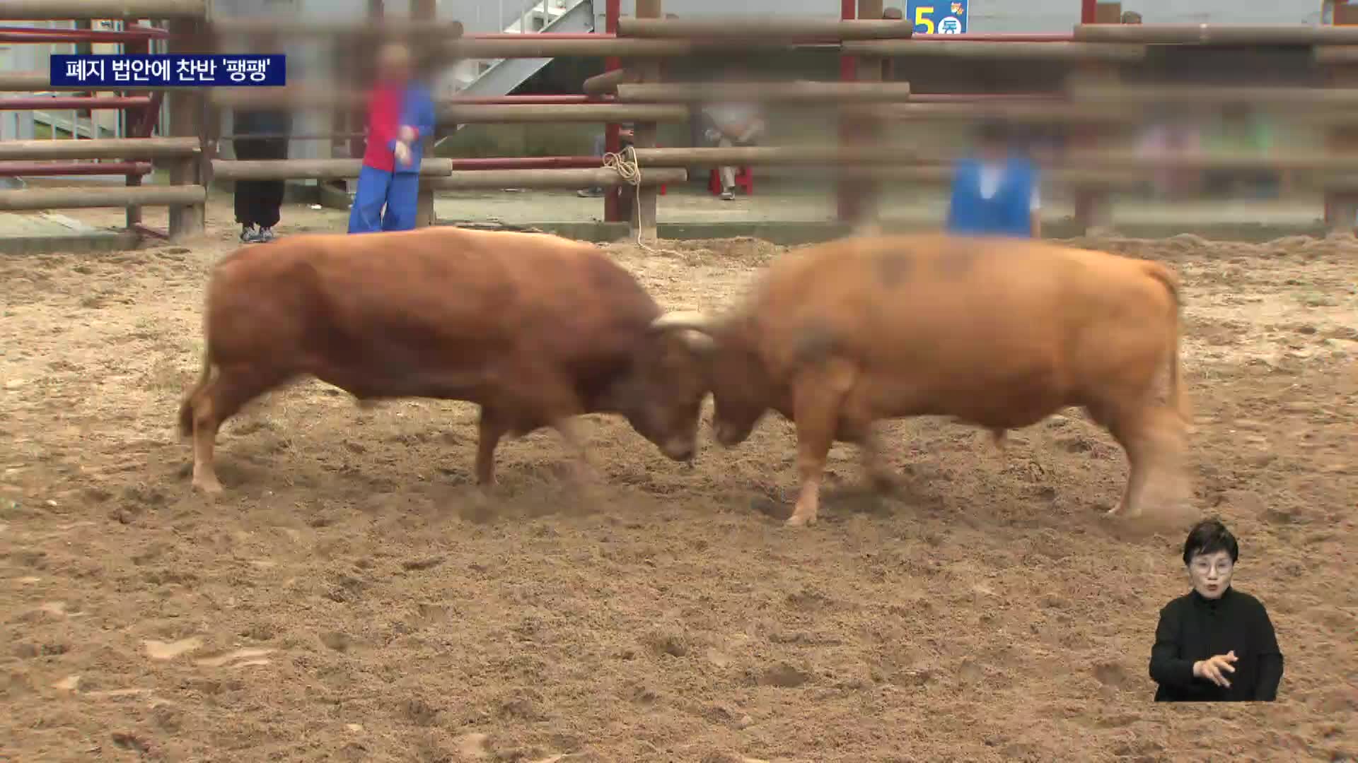 소싸움, 전통이냐? 동물 학대냐? 찬반 갈등