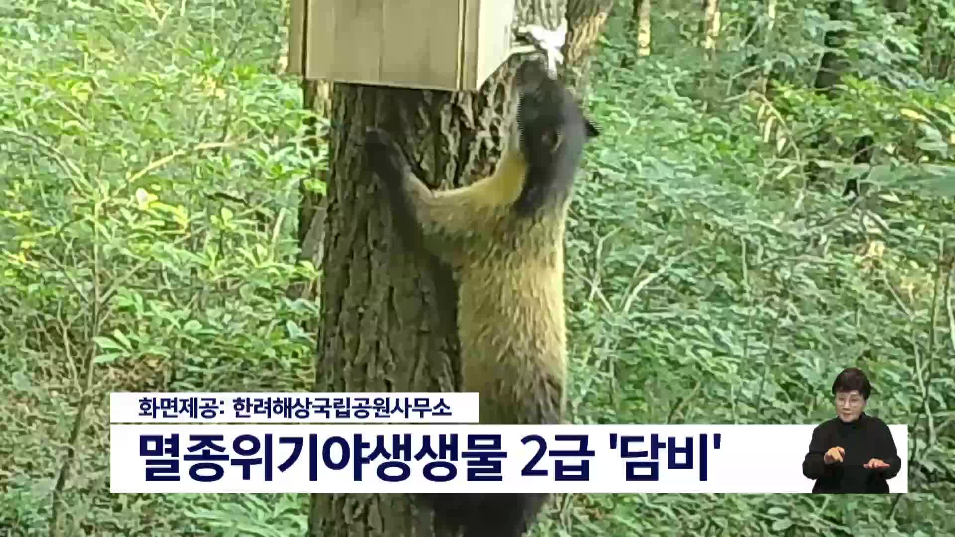 한려해상국립공원에 멸종위기종 담비 한 쌍 포착