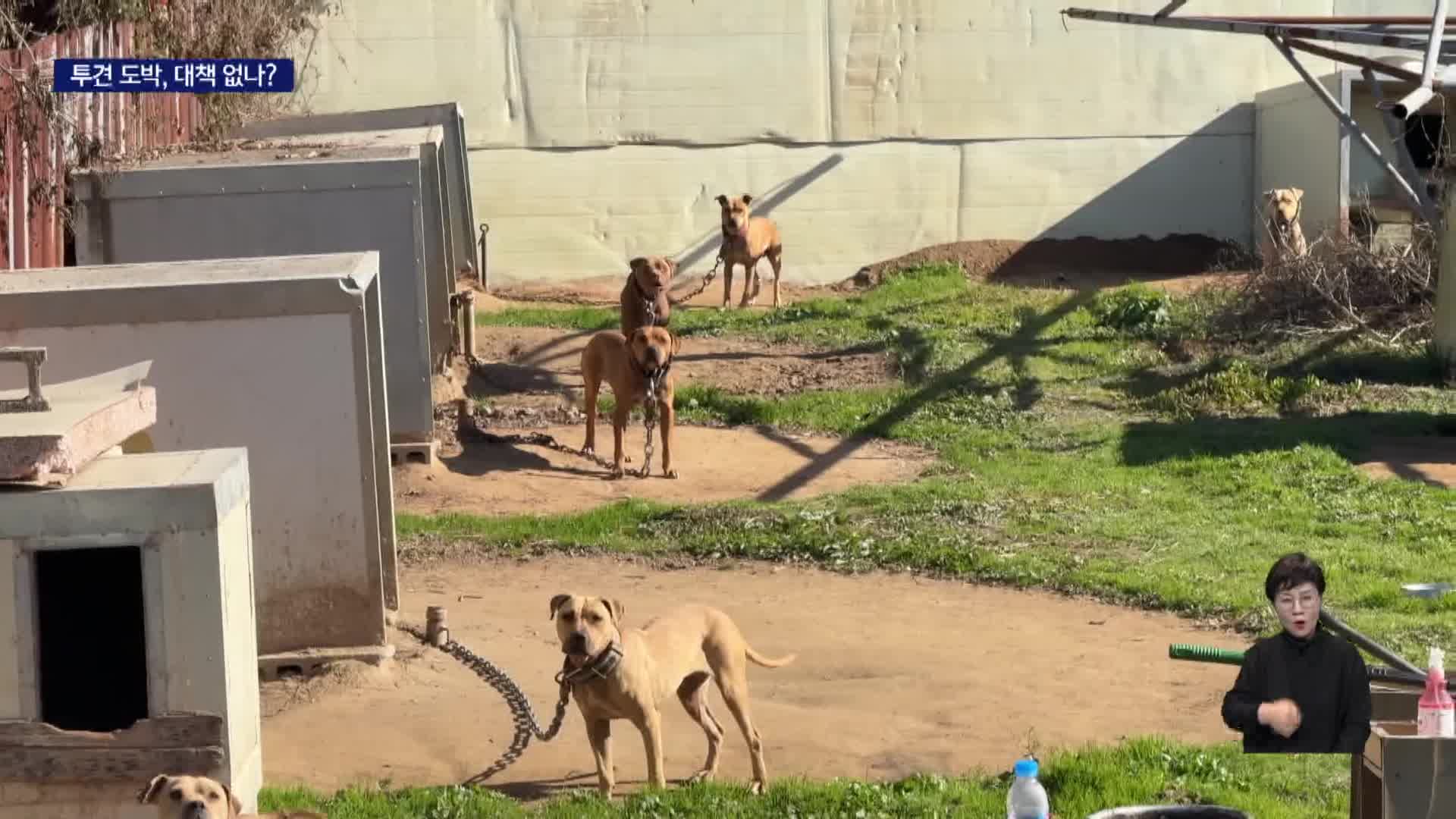 끊이지 않는 투견도박, 대안 없나 