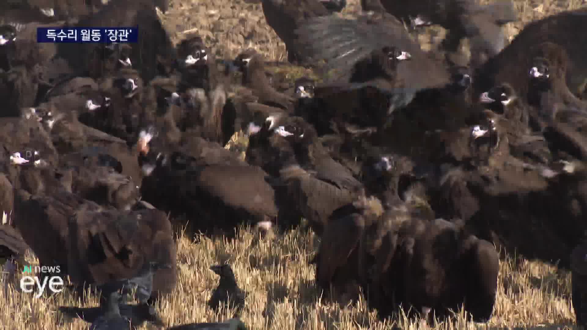 고성 독수리 장관 겨울철새 도래에 우려도