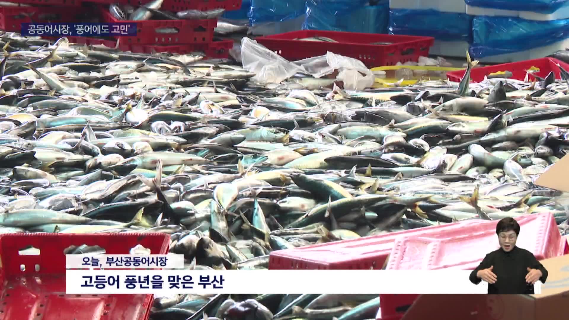 고등어 '역대급 풍년'에 가득찬 부산 공동어시장