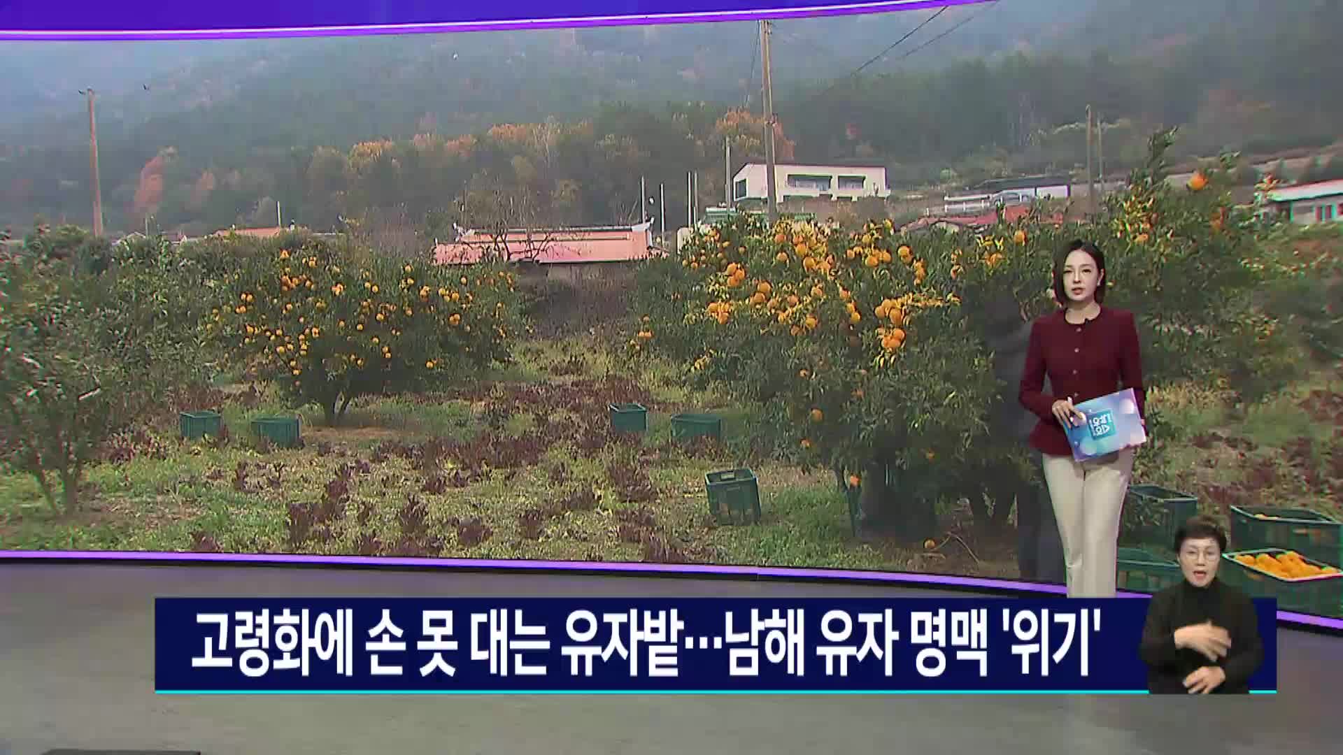 고령화에 손 못 대는 유자밭... 남해 유자 명맥 '위기'