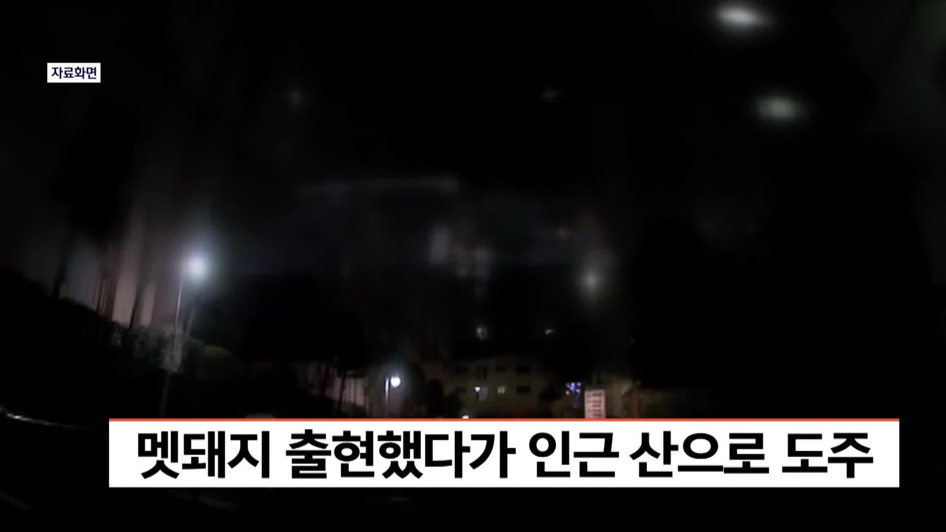 멧돼지 출현했다가 인근 산으로 도주