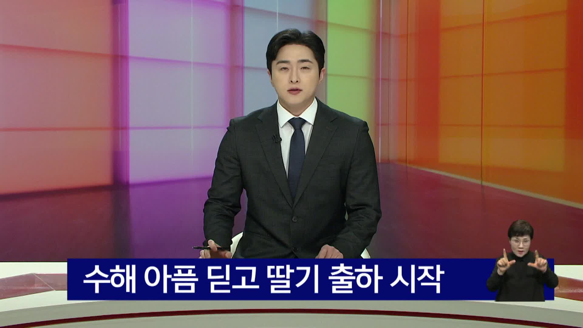 수해 아픔 딛고 딸기 출하 시작