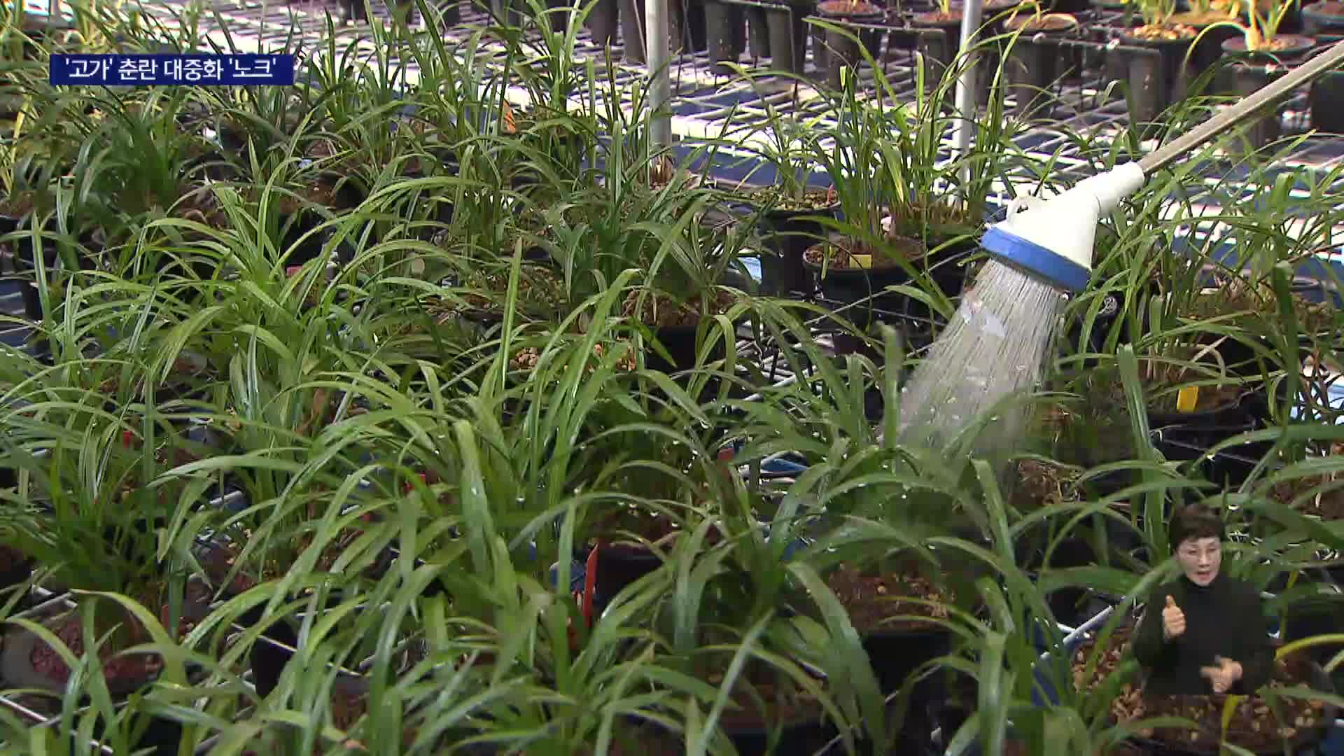 춘란 대중화 나선다... 반려식물 시장 공략