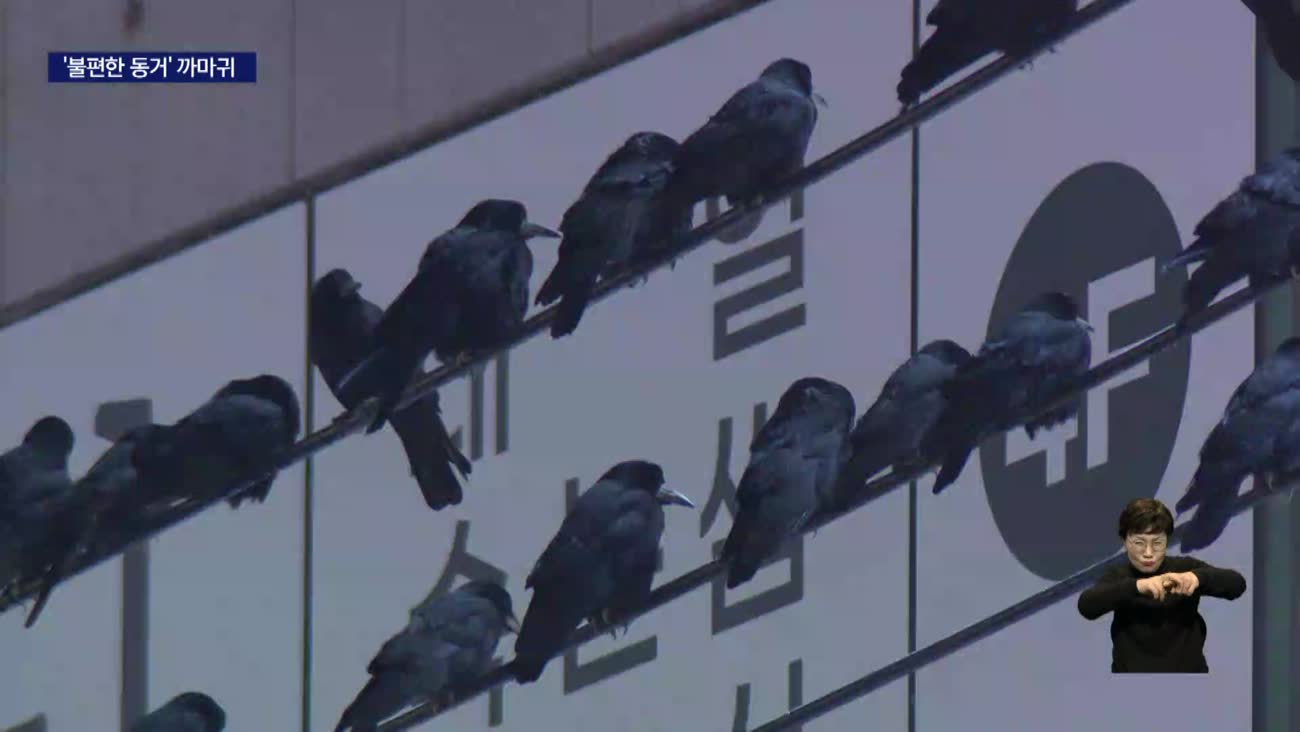까마귀가 뒤덮는 도심..민원 속출에 퇴치에도 고민