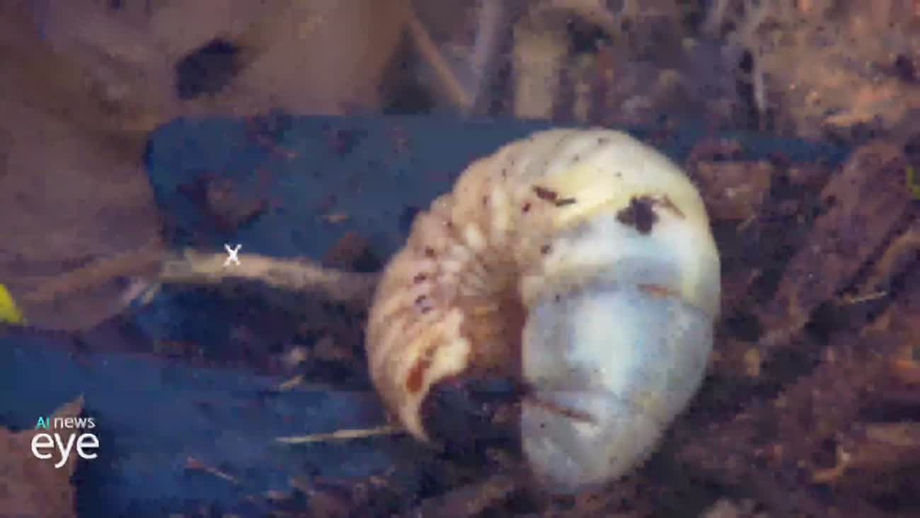 [재선충기획 2]'선단지' 집중 방제 한계... 재선충 확산 못 막아