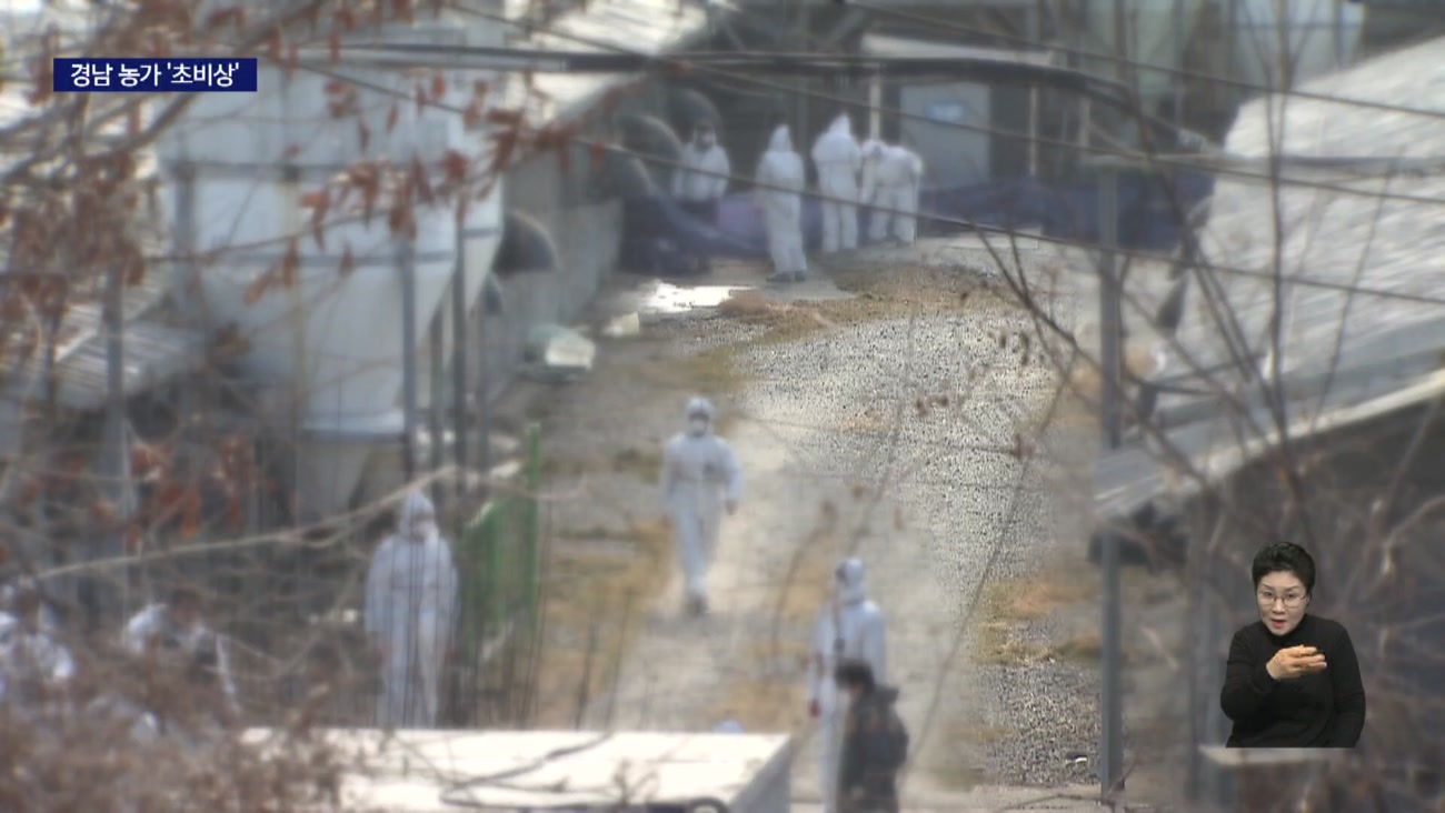 아프리카 돼지열병, 결국 경남까지 덮쳤다