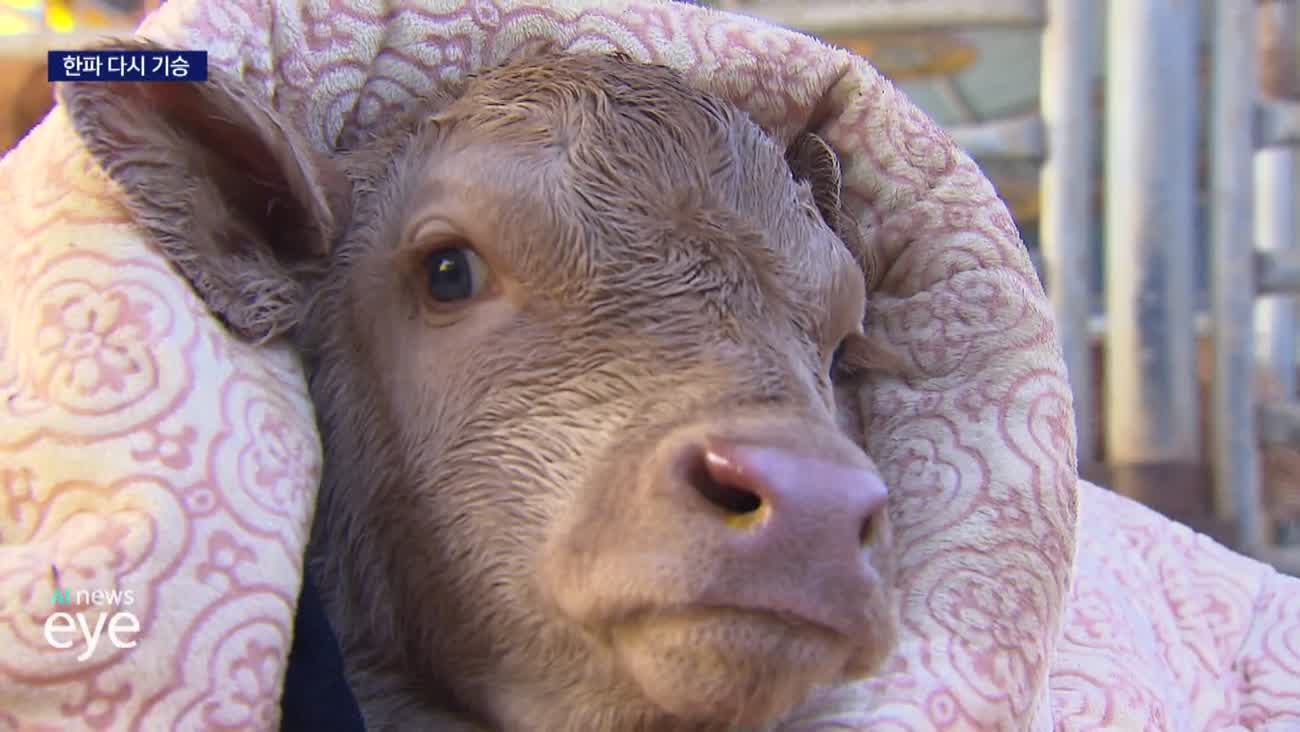 입춘 지났지만 한파 계속... 농가 보온 비상