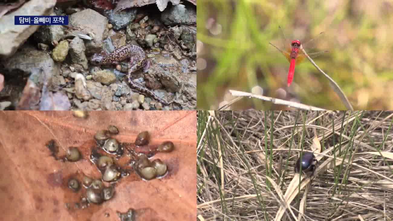 국립공원 지정 앞둔 금정산, 멸종위기종 속속 포착