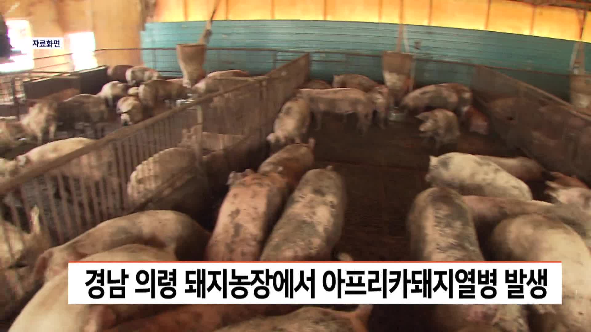 의령에서 아프리카돼지열병...경남 세번째