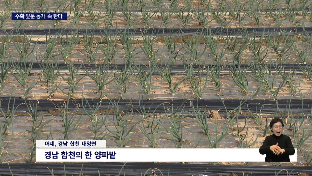 '수입산 확대' 여파 양파 가격 폭락 우려, 농민 반발