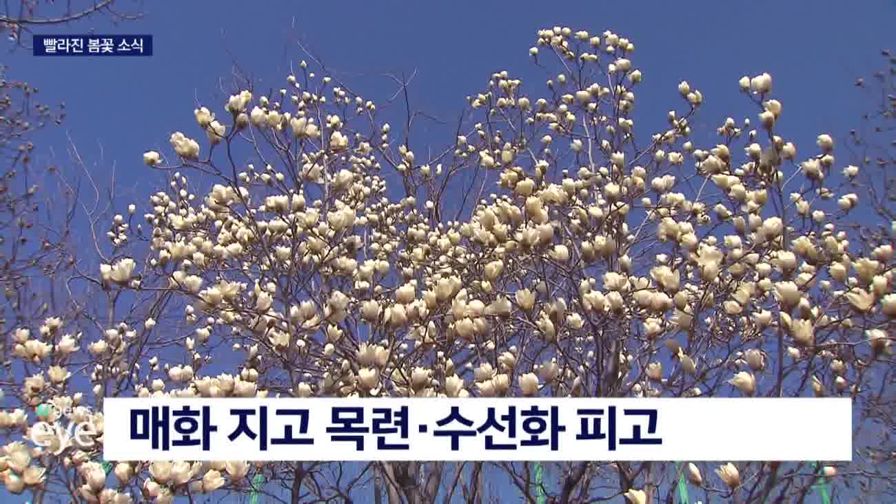 '매화*목련*벚꽃' 봄을 알리는 봄꽃 릴레이 