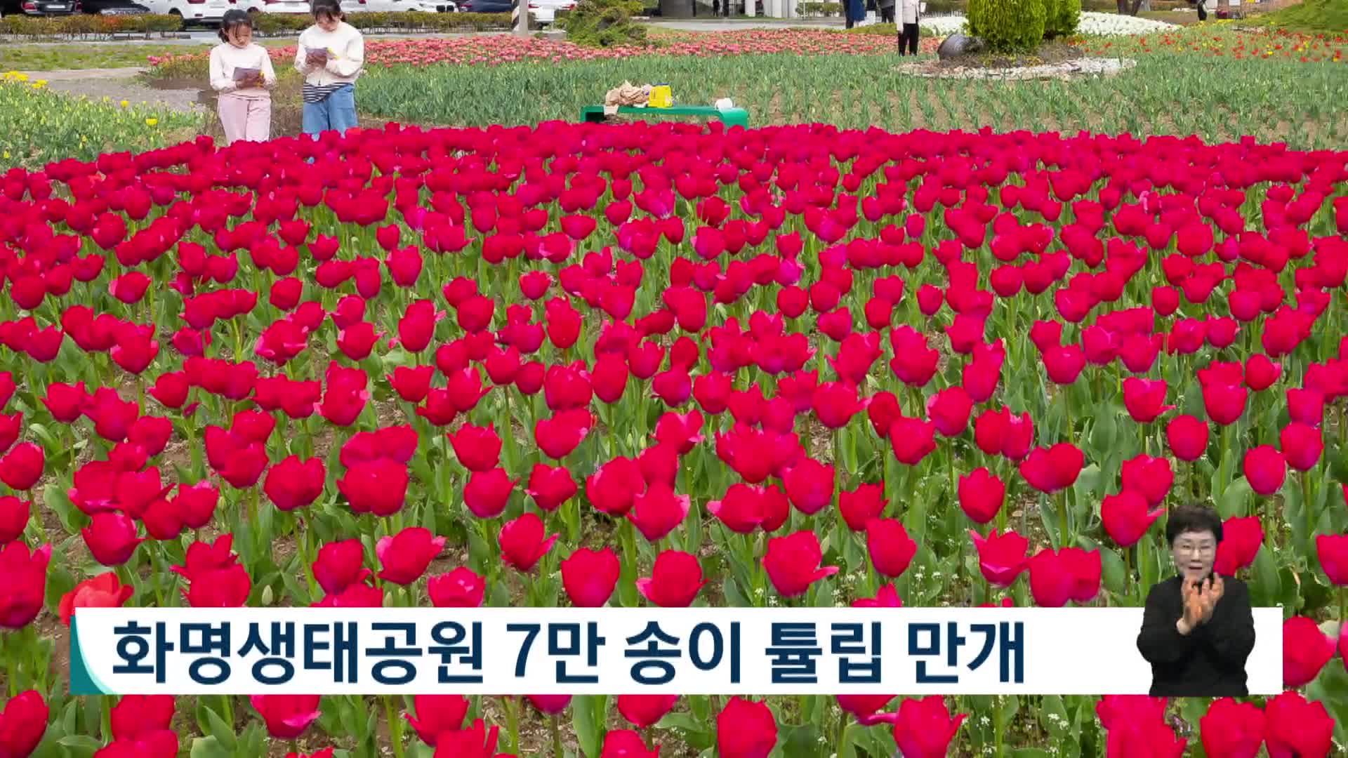 화명생태공원 7만송이 튤립 만개