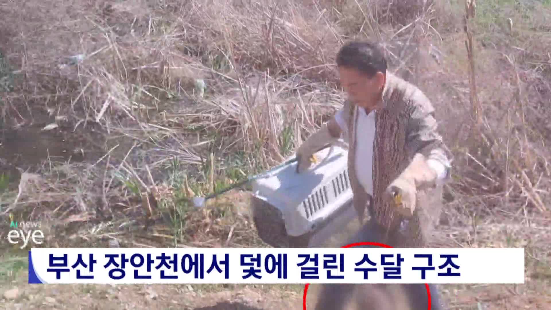 부산 장안천에서 덫에 걸린 수달 구조