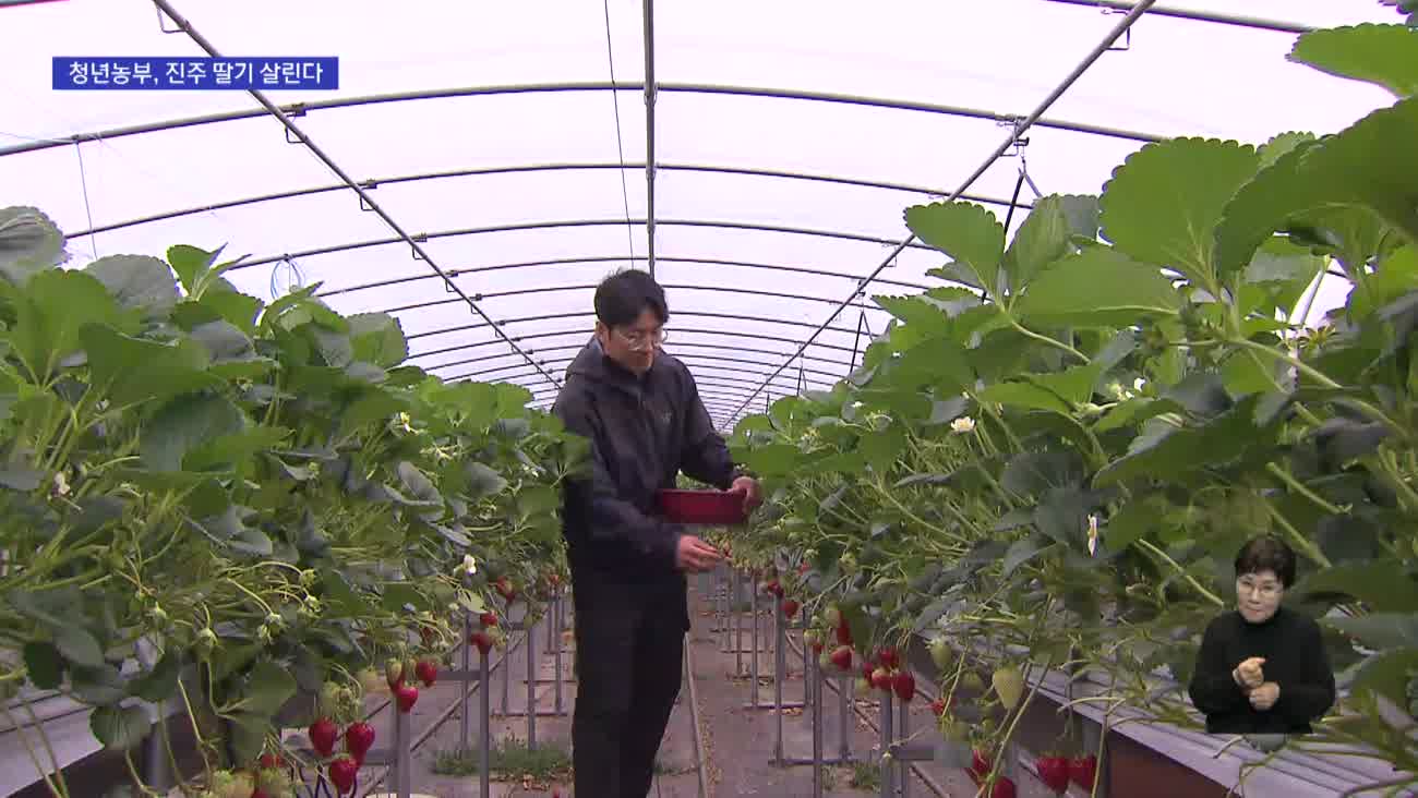 귀농 청년들로 활기 도는 경남 진주 딸기농가