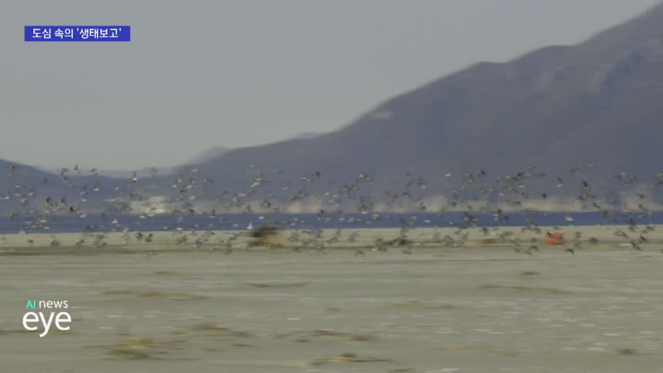 [자랑스러운 부산경남 더 자랑스럽게]도심 속 생태 보고, 낙동강 하구…사람과 자연이 공존하는 부산