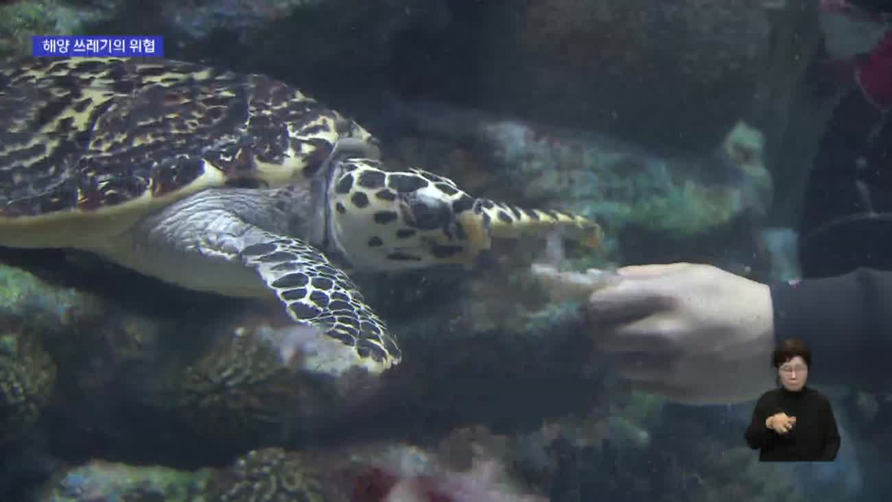 밝은색 비닐을 먹이로 알고...바다거북의 '비극'