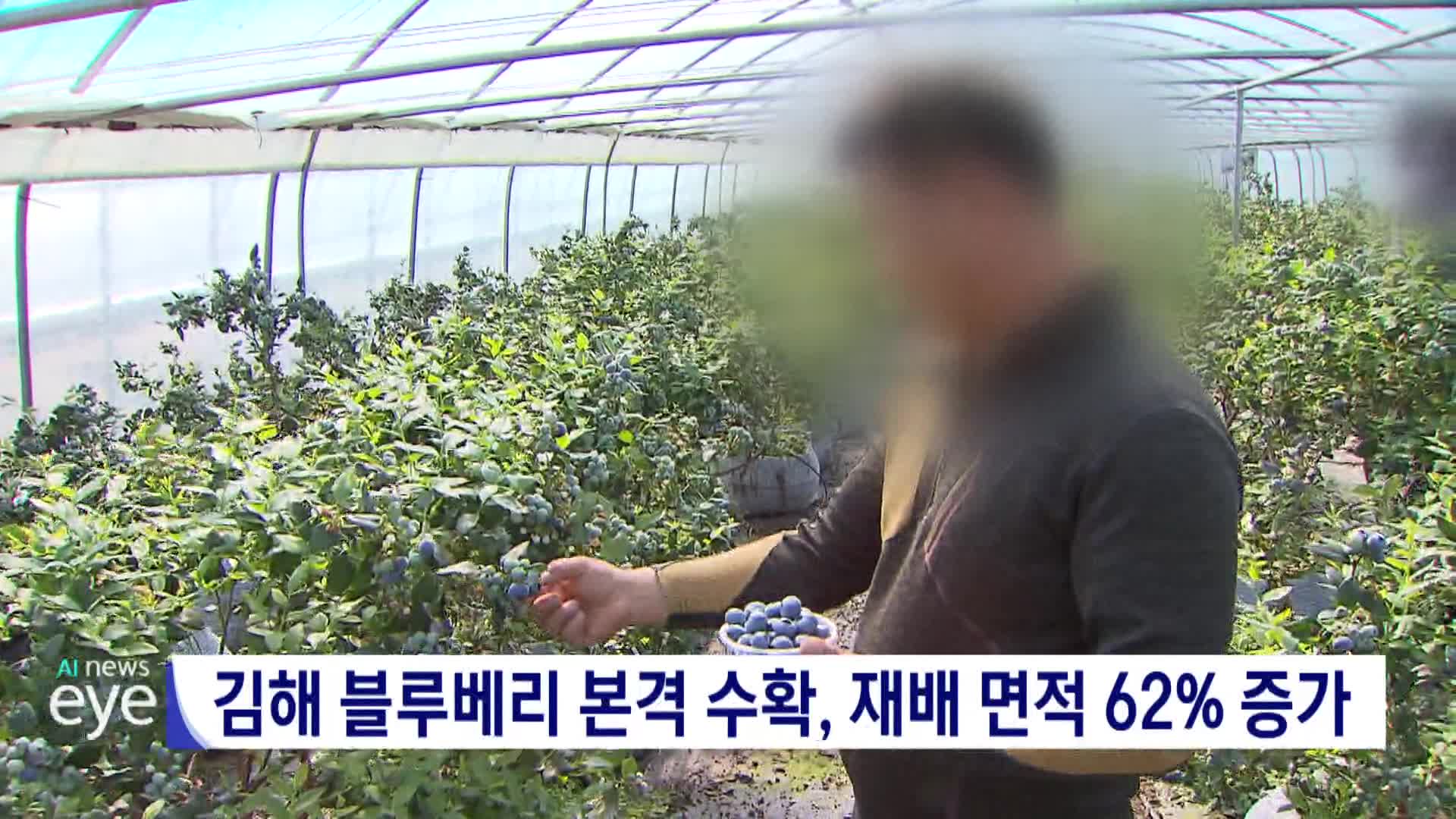 김해 블루베리 본격 수확, 재배 면적 62% 증가