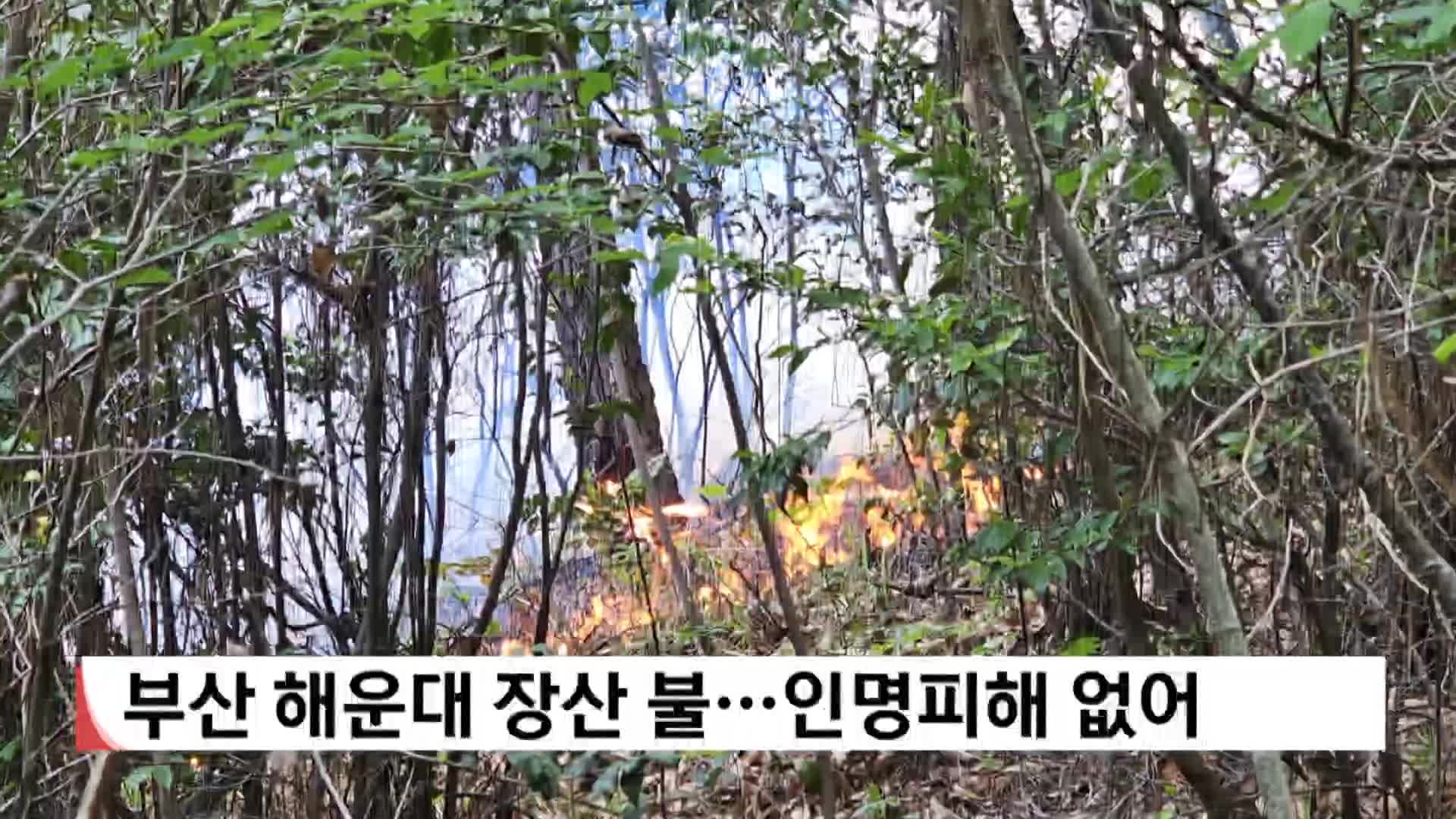 부산 해운대 장산 불, 인명피해 없어