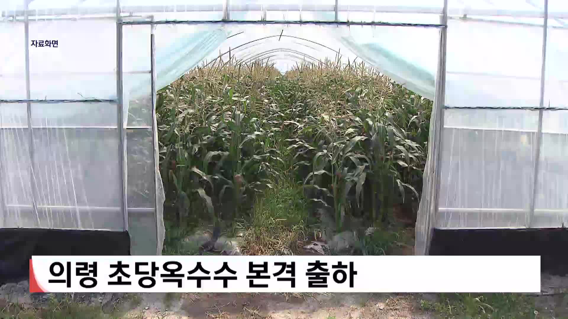 의령 초당옥수수 본격 출하