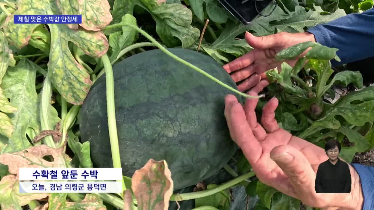 올해 수박 "달고 저렴해요" 56kg 초대형도 