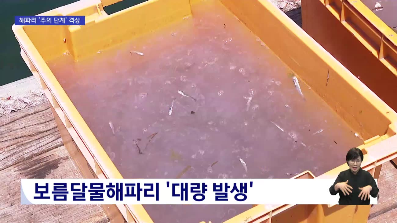 [현장]올여름도 해파리 비상…경남 어민들 조업 피해 현실화