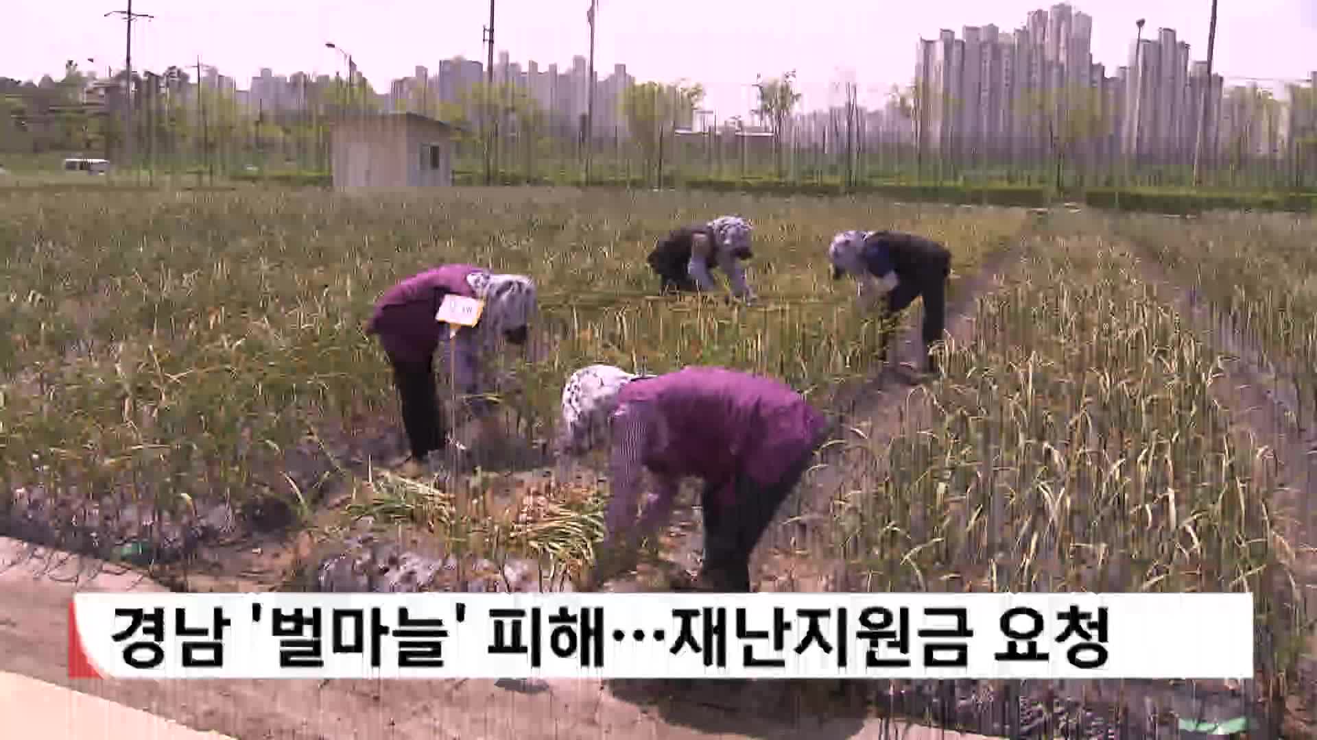 경남 '벌마늘' 피해...재난지원금 요청
