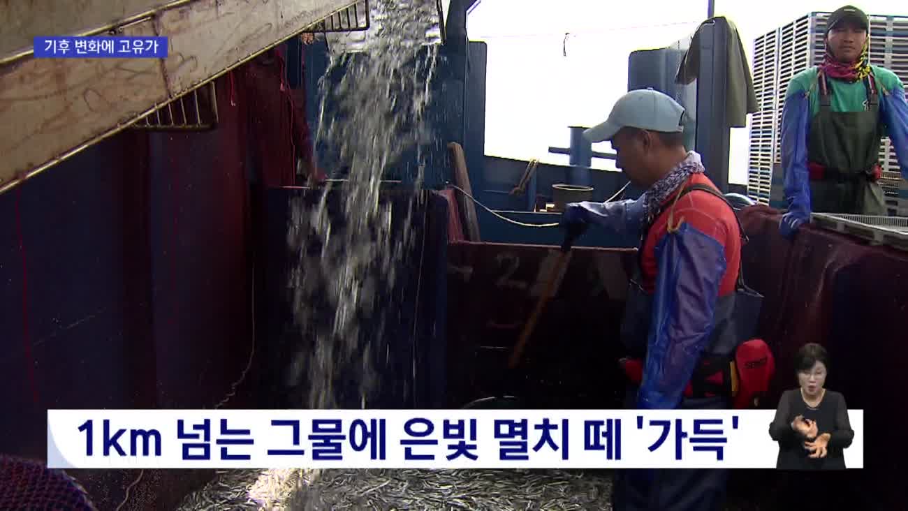멸치잡이 금어기 풀렸지만 '이중고'
