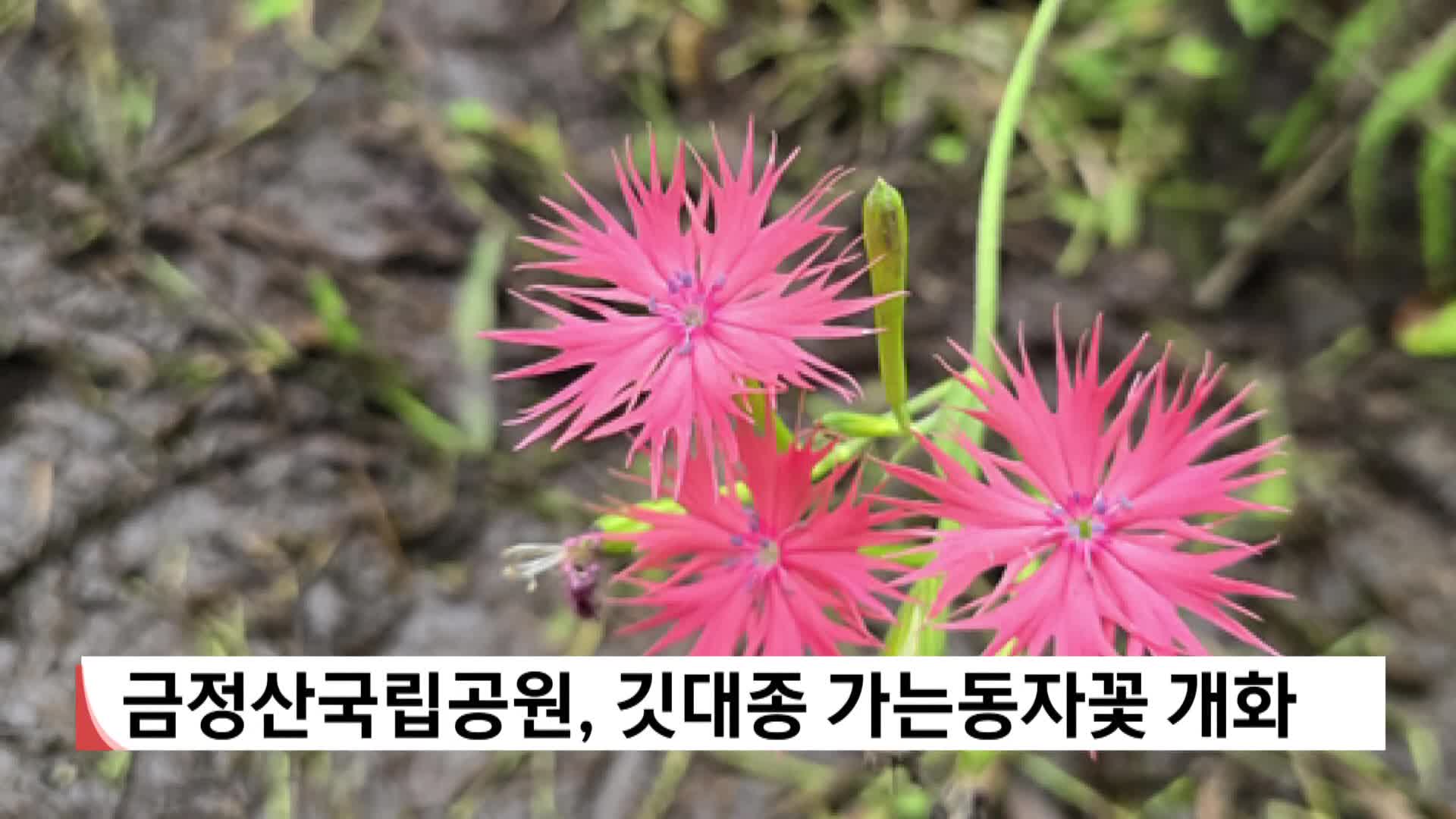 금정산국립공원, 깃대종 가는동자꽃 개화