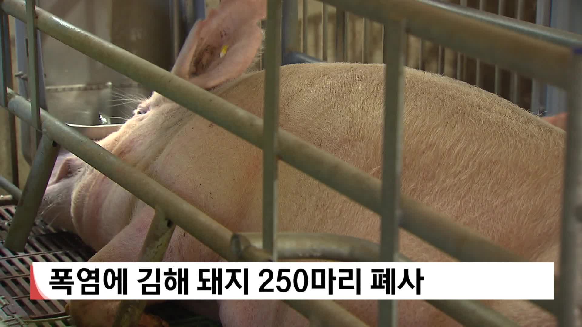 폭염에 김해 돼지 250마리 폐사