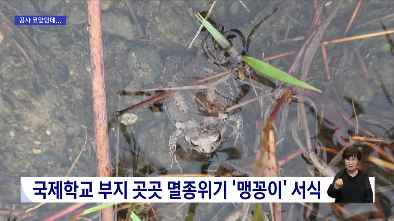 맹꽁이 수천 마리 떼죽음 위기
