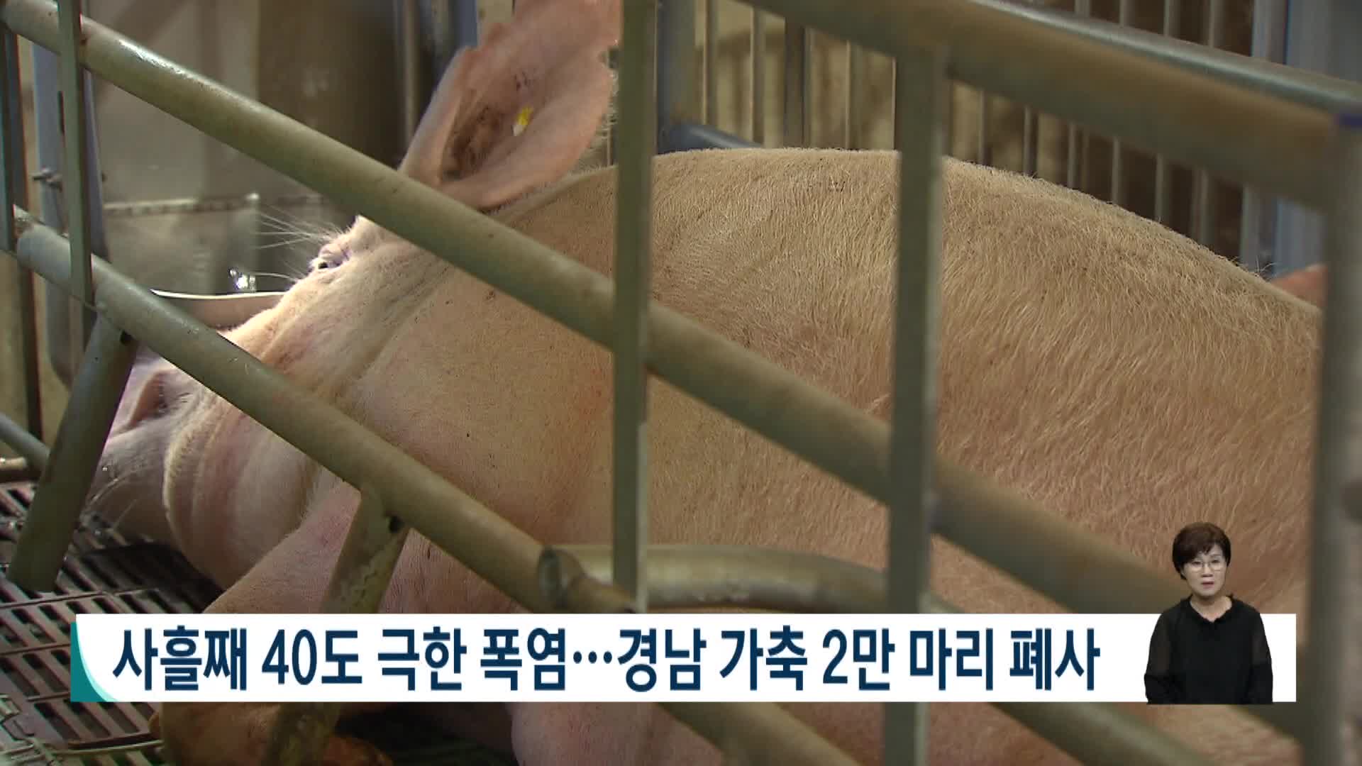 사흘째 40도 극한 폭염...경남 가축 2만 마리 폐사 
