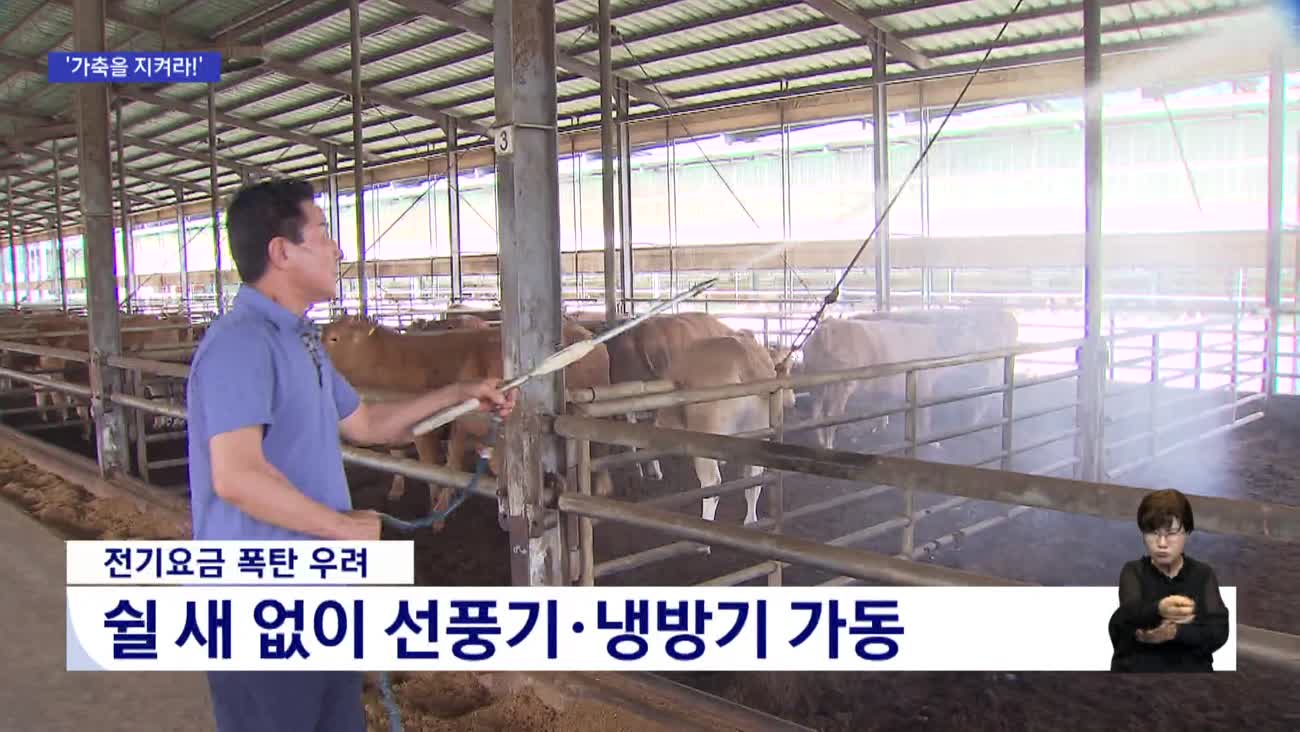 가축 무더기 폐사...농가는 폭염과의 사투
