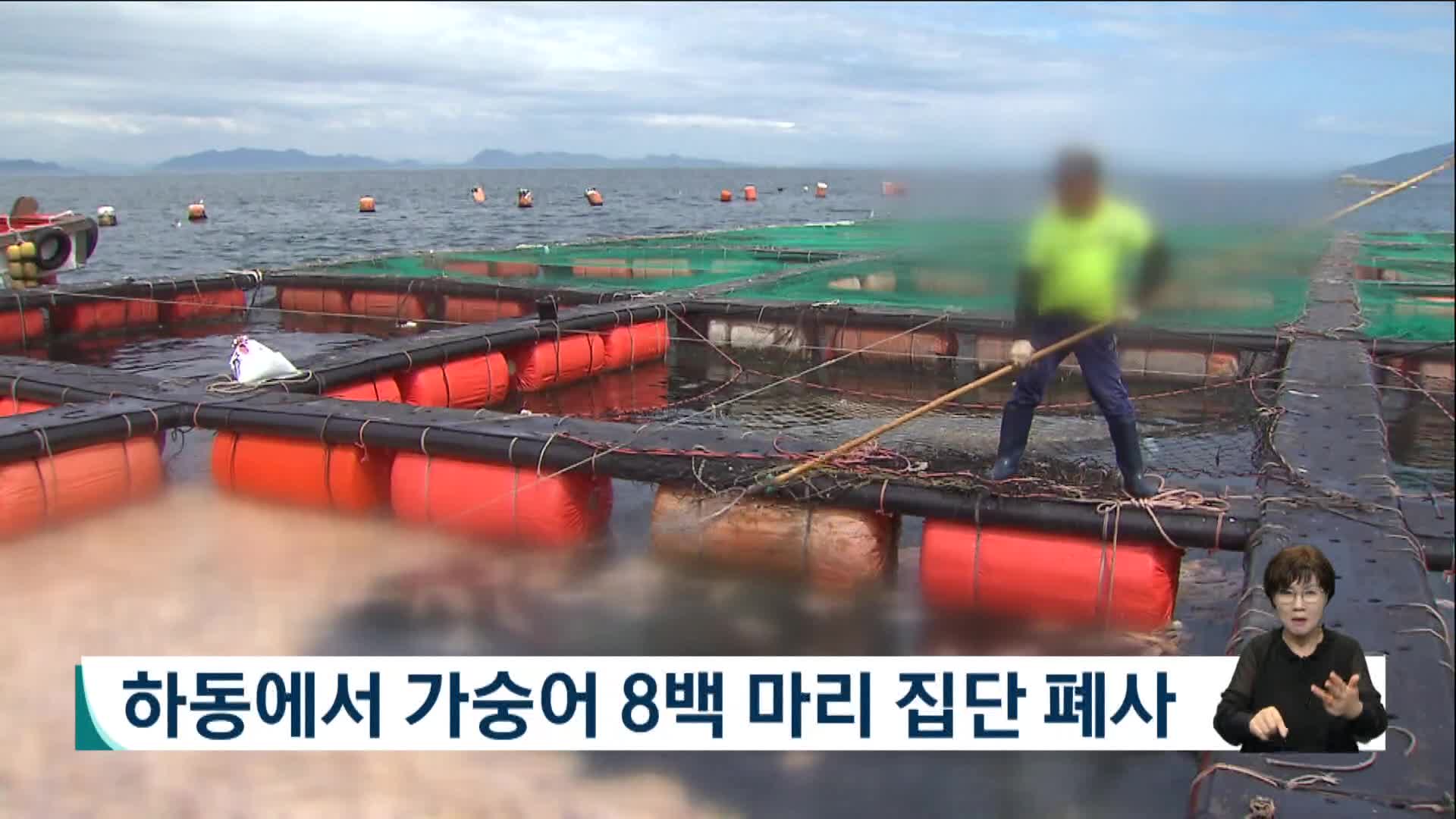하동에서 가숭어 8백마리 집단 폐사