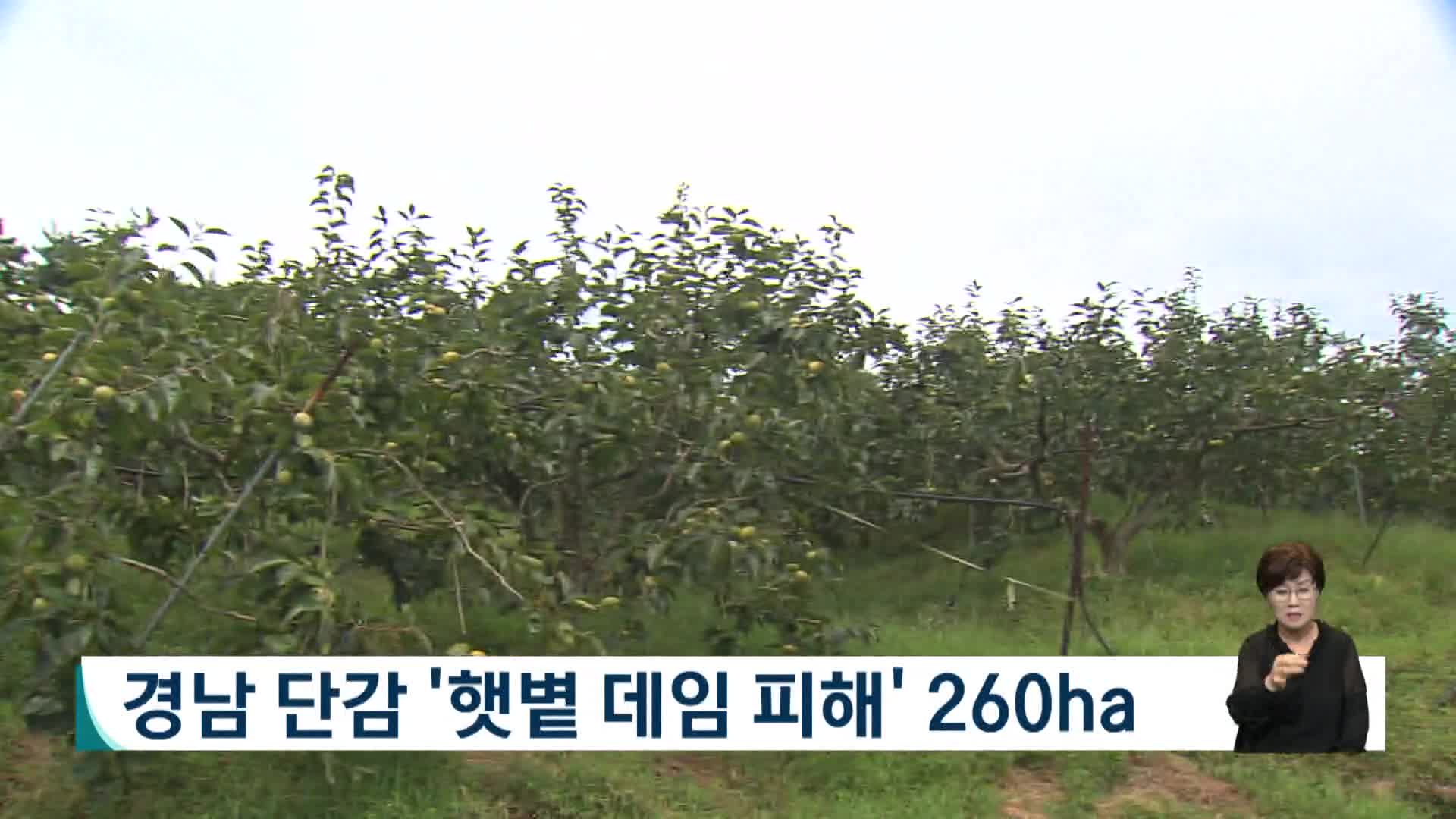 경남 단감 햇볕 데임 피해 260ha
