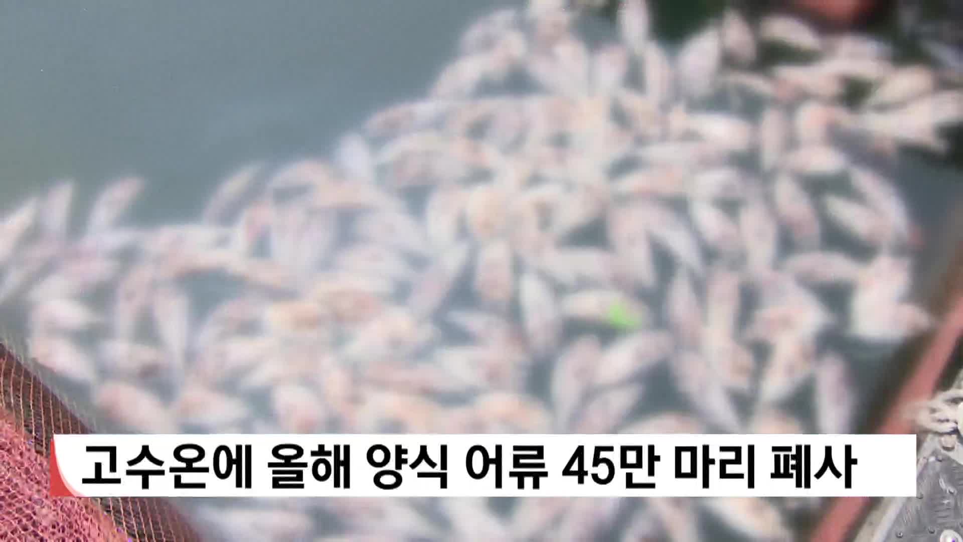고수온에 올해 양식 어류 45만 마리 폐사