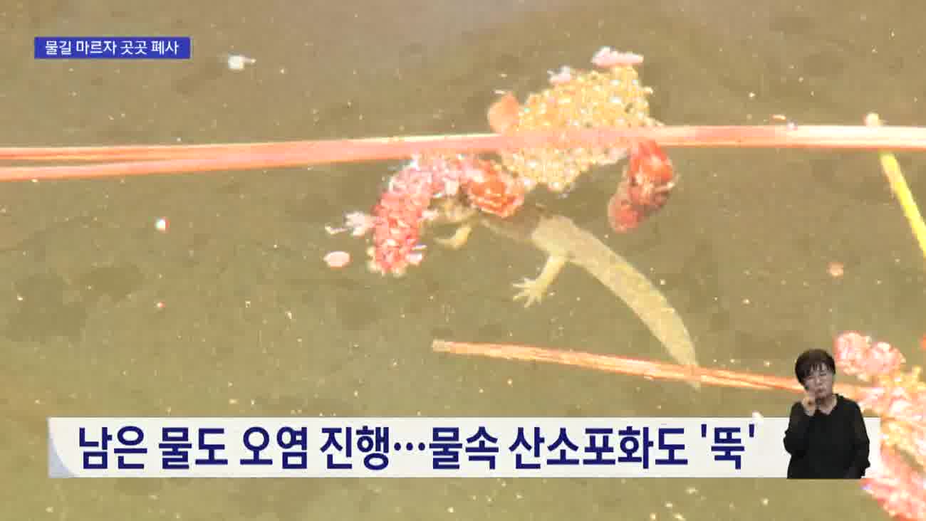 폭염*가뭄에 멸종위기종 '고리도롱뇽' 수난