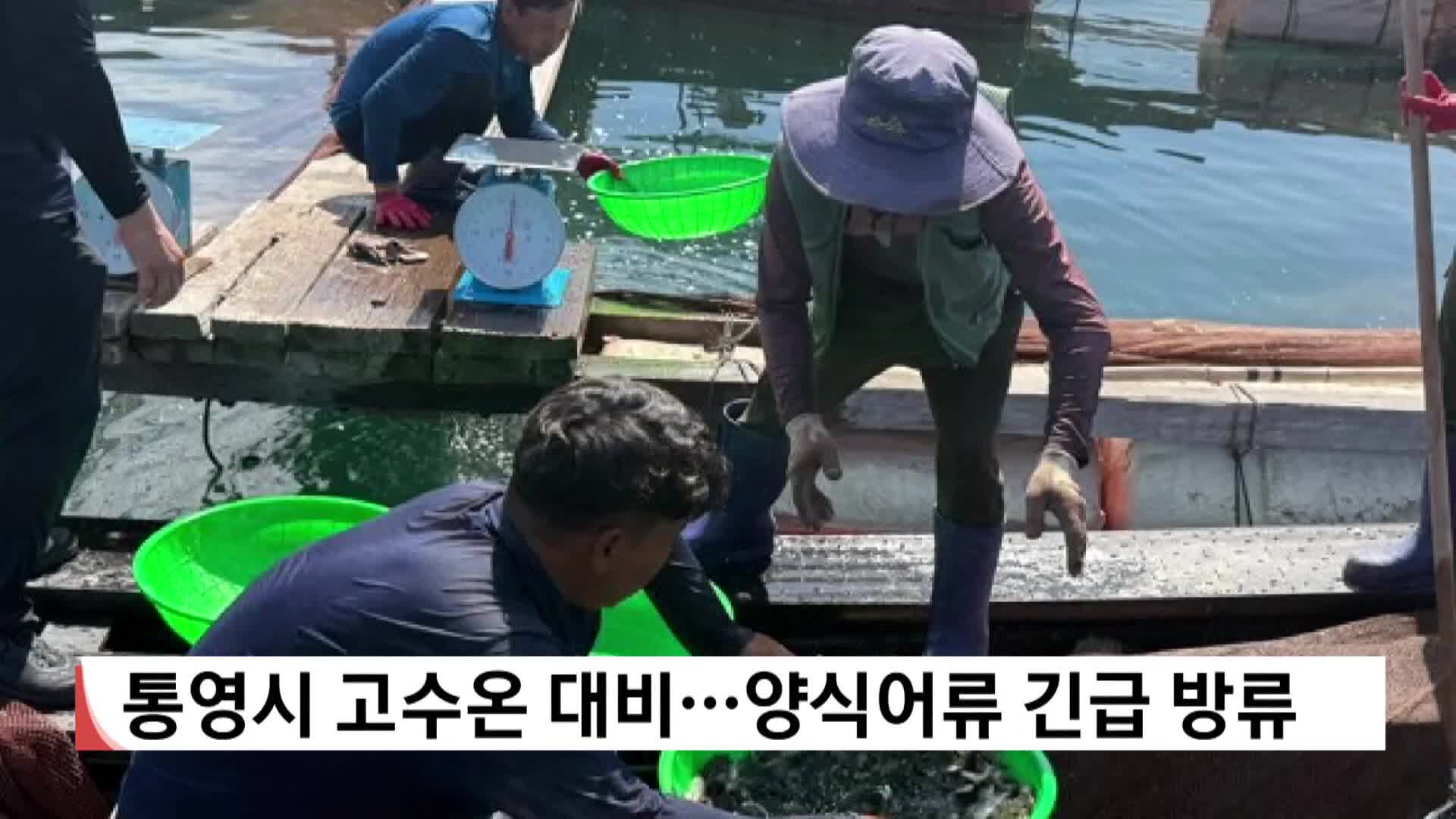 통영시 고수온 대비..양식어류 긴급 방류
