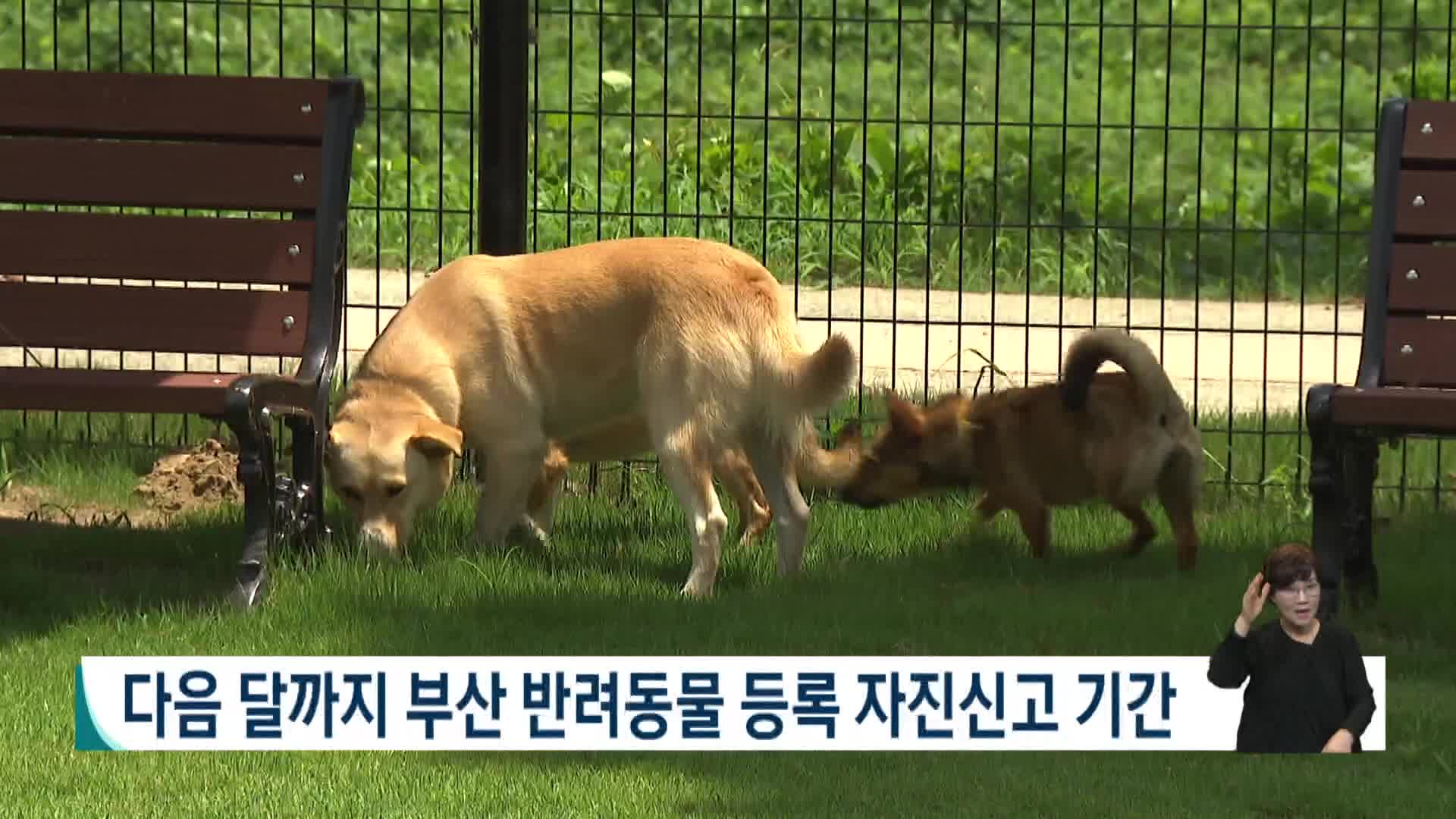부산시, 반려동물 등록 자진신고 기간 운영