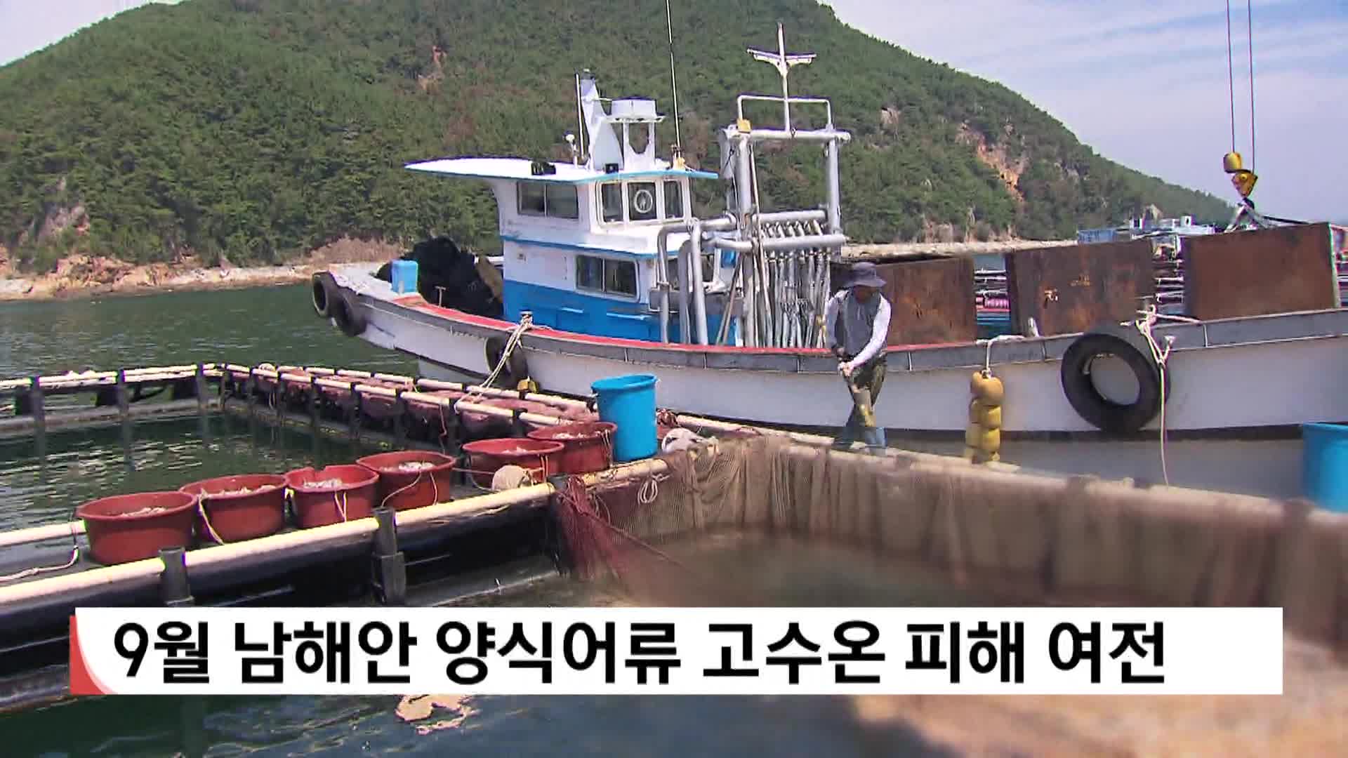 9월 들어섰지만 남해안 양식어류 고수온 피해 여전