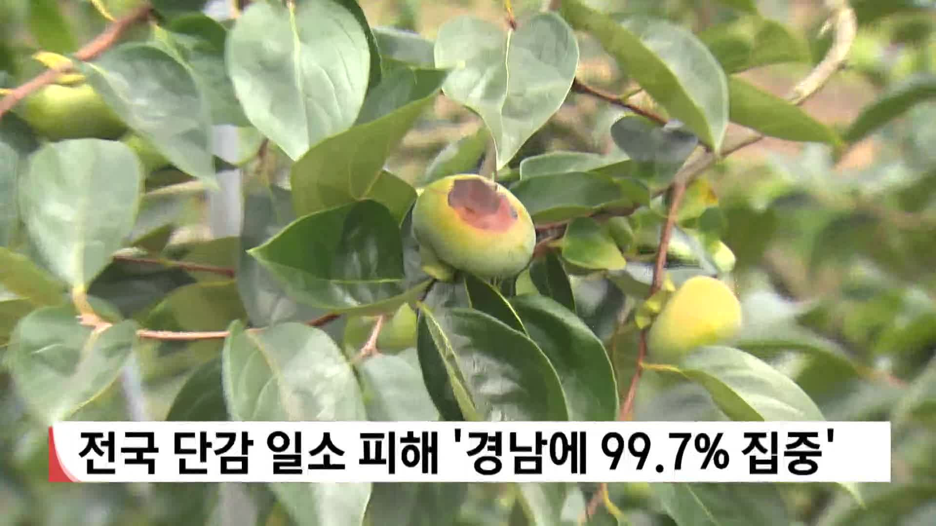 경남, 전국 단감 일소 피해 면적 99.7% 집중